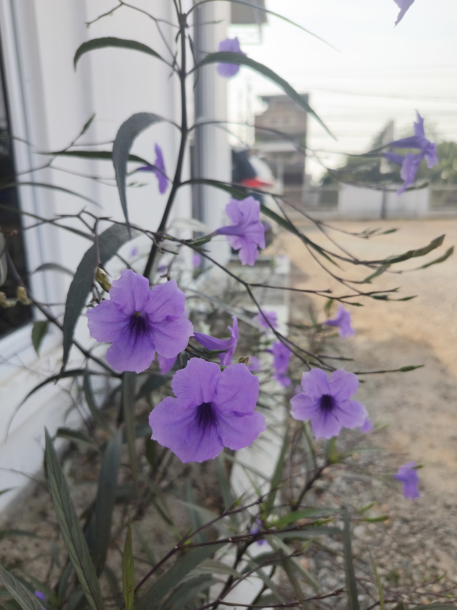 The image shows a cluster of purple Ruellia flowers, also known as Mexican Petunias, growing outdoors in a garden setting. The flowers are vibrant and have five petals with a darker throat. The stems are thin and dark, with some leaves visible, which are elongated and dark green. In the background, there is a blurred view of buildings and some vegetation, suggesting an urban or suburban environment. The ground appears to be sandy or gravelly. The lighting suggests it is daytime, possibly late afternoon due to the warm tones in the background. The specific location of Pangkalpinang, Indonesia, is not visually identifiable from the image itself, but the context suggests it is an outdoor scene in that region. There are no people or animals present in the image.