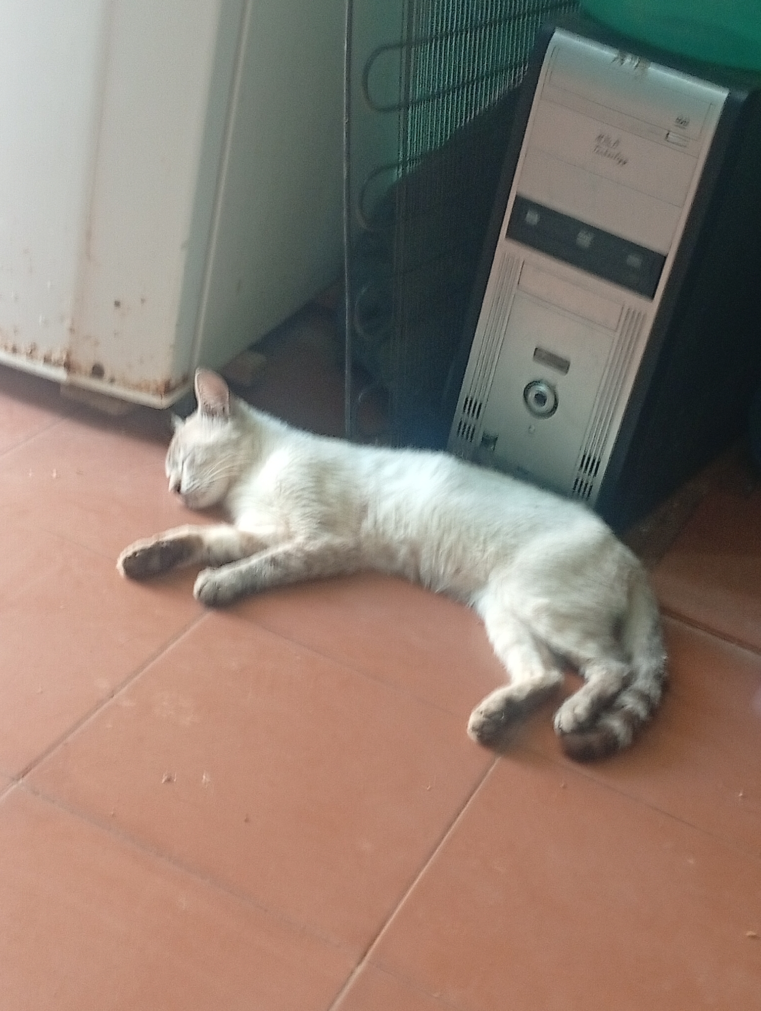 A cat sleeps on a red tile floor, positioned between a refrigerator and a computer tower. The exact location in Altagracia, Venezuela is not discernible from the image.