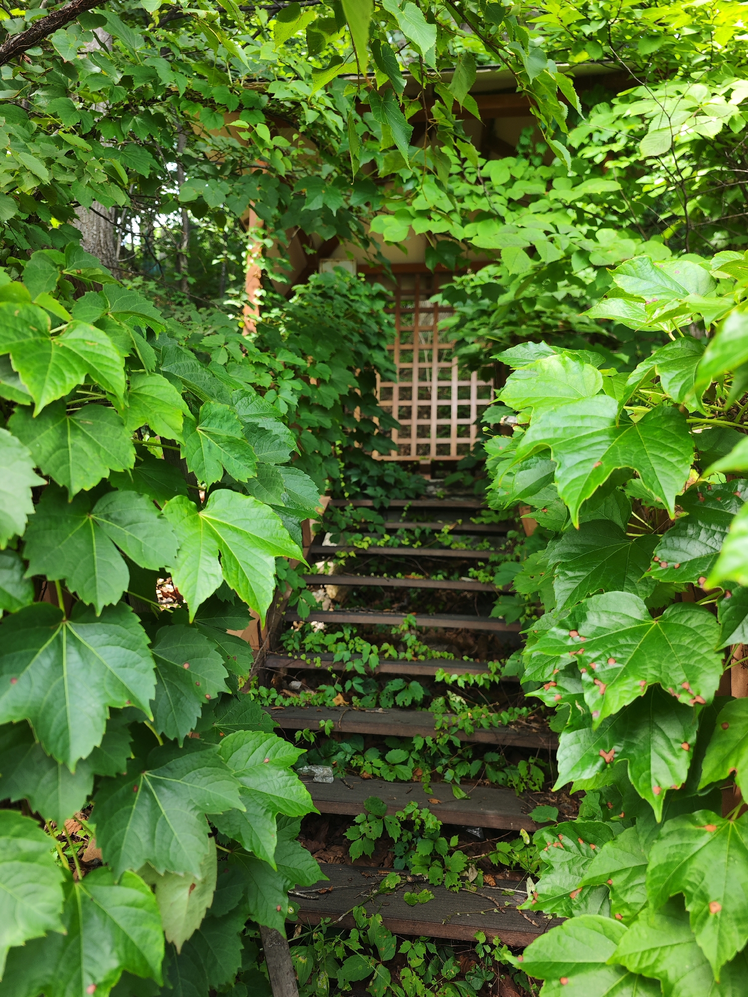 The image depicts a weathered wooden staircase partially overgrown with lush green vines and foliage. The steps appear aged and are somewhat obscured by the abundant plant life. In the background, a lattice-like structure is visible amidst the greenery, suggesting it is part of an outdoor structure. The overall impression is one of nature reclaiming an man-made element, creating a somewhat wild and overgrown aesthetic. The scene is likely an outdoor setting in Vladivostok, Russia, given the context provided.