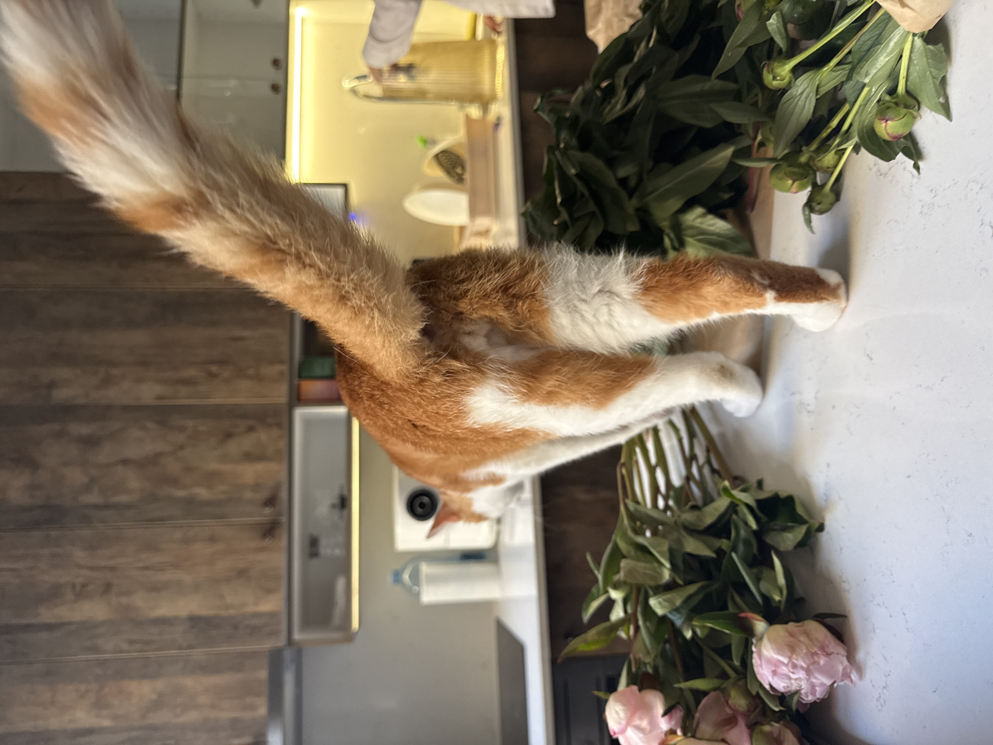 A ginger and white cat is standing on a countertop with its rear end facing the viewer. The cat's tail is extended. To the right of the cat, there are two vases with peony flowers. The countertop is white. In the background, there are kitchen cabinets. The scene appears to be indoors, likely in a residential kitchen in Vracar Urban Municipality, Serbia.