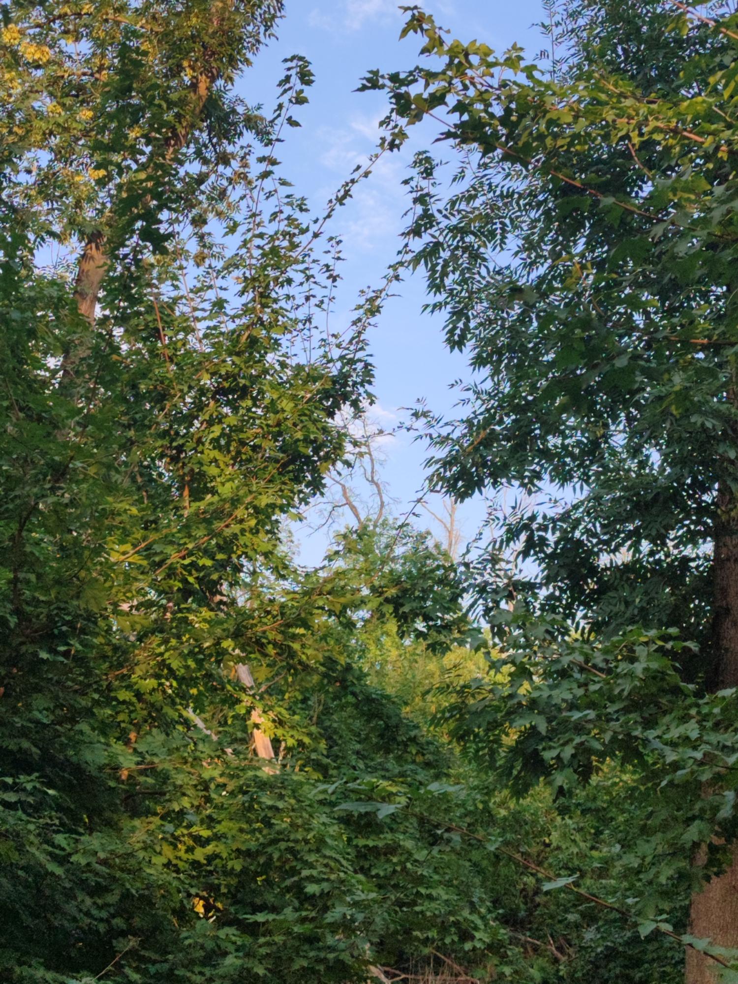 The image depicts a dense forest canopy against a bright blue sky with scattered white clouds. Sunlight filters through the leaves, illuminating parts of the foliage with a warm glow. The trees are tall and leafy, with a variety of green hues. The scene is natural and serene, suggesting an outdoor environment, possibly a park or a wooded area. There are no visible people or man-made structures in the image. The overall impression is one of lush greenery and a clear, sunny day.