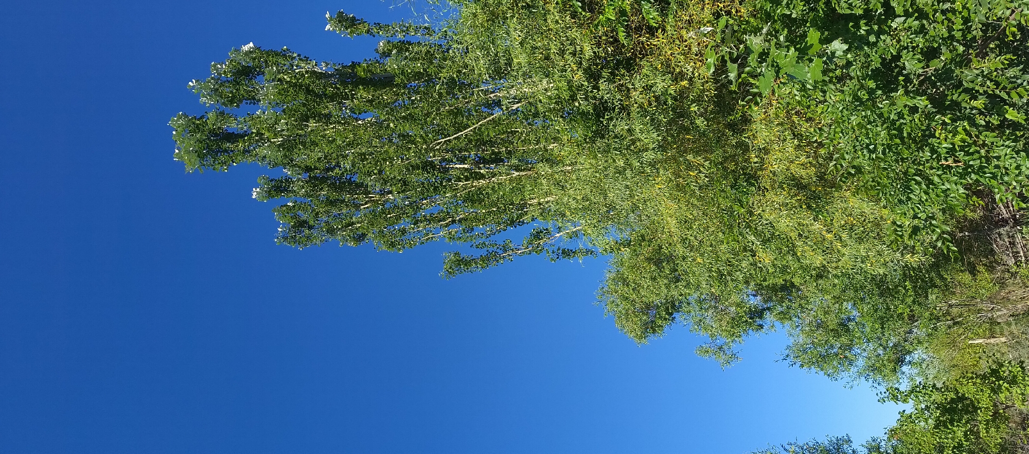 A wide-angle, vertical, outdoor photograph captures a vibrant scene of lush green foliage against a clear, deep blue sky. The majority of the image is dominated by the sky, occupying roughly two-thirds of the frame. To the right, the top portions of several trees are visible, their leaves a bright, varied green, with some interspersed white or very pale green elements that could be blossoms or small leaves. The trees are dense and full, with a towering, slender tree being the most prominent subject. Its pale bark stands out against the darker green of its canopy. The lower portion of the image reveals a dense undergrowth of various plants and shrubs, their leaves ranging from light to dark green, creating a textured and layered effect. Some of these lower plants appear to be on a slight incline, with hints of a rough, natural ground or a low fence-like structure visible at the bottom edge. The image is bright, suggesting daylight, and the overall impression is one of natural abundance. The scene is located in Barskoon, Kyrgyzstan.