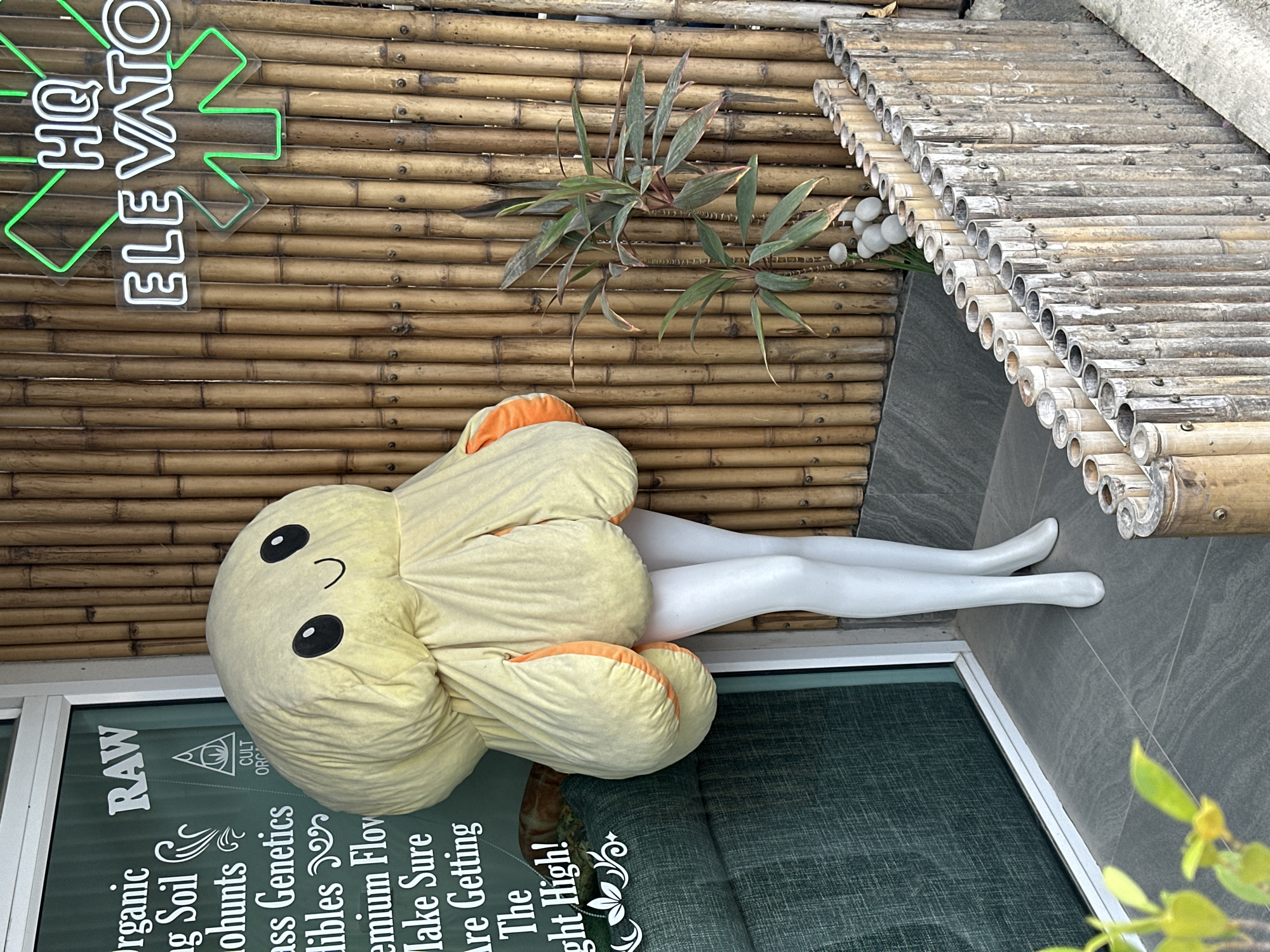The image depicts an outdoor scene in front of a building with a bamboo-paneled wall. A mannequin wearing a large, yellow, mushroom-shaped costume with orange accents on the cap is standing on the right side of the frame. The mannequin has white legs and feet. To the left of the mannequin, a green window or door is visible, with white text that includes "Organic," "RAW," "ing Soil," "ohunts," "ss Genetics," "dibles," "emium Flow," "Make Sure," "Are Getting," and "The ght High!". A neon sign with "HQ" in green and "ELE VATO" in white is mounted on the bamboo wall above the mannequin. A small potted plant with green and reddish leaves is situated to the right of the mannequin, near the bamboo wall. In the foreground, a low fence constructed from vertical bamboo poles runs along the bottom right of the image. The ground is paved with dark gray tiles. The overall setting suggests a commercial establishment, possibly in a tropical or semi-tropical location, given the bamboo and foliage. The location in ตำบลเกาะพะงัน, Thailand, implies a warm climate and a business likely catering to tourists or locals.