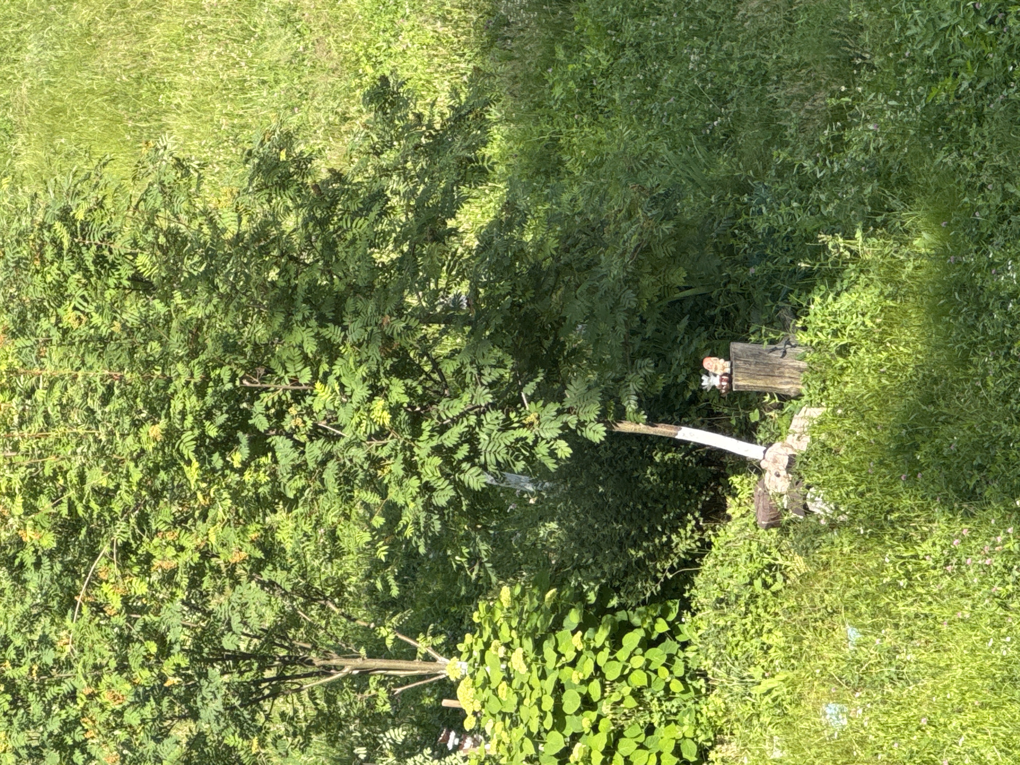The image shows an outdoor scene with lush green vegetation. A large tree with feathery leaves dominates the left side of the frame, casting shadows on the surrounding grass and smaller plants. In the mid-ground, there is a wooden post with a small, decorative gnome on top. The ground is covered with dense grass and some small wildflowers, suggesting a natural or park-like setting. The lighting indicates it is daytime, likely sunny, with the shadows suggesting the sun is at an angle. The overall impression is one of a peaceful, sunlit day in a verdant area. There is no visible text in the image. The context provided indicates the location is the Yarominski Village Council in Belarus.