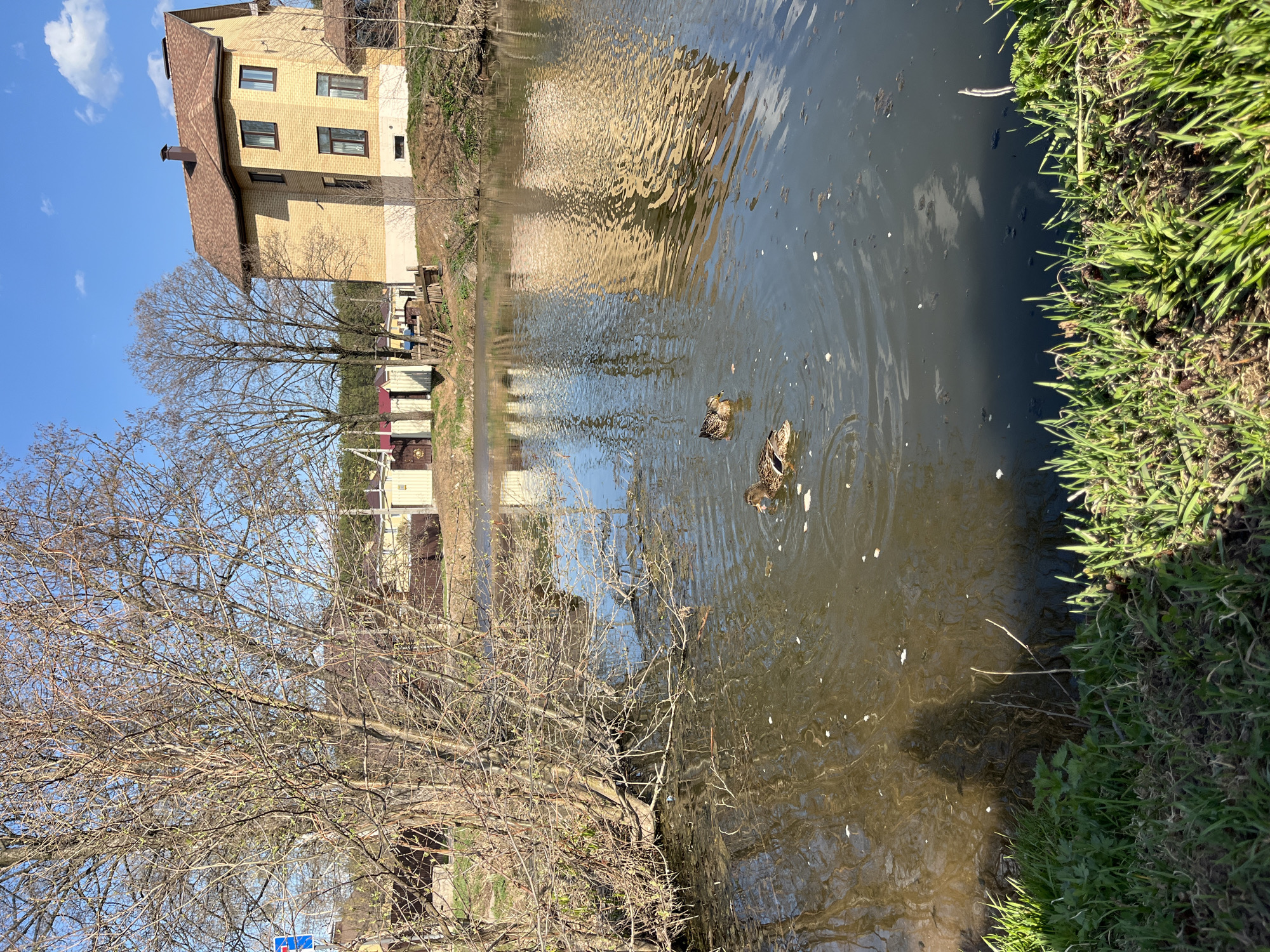 A landscape photograph captures a body of water, likely a narrow river or canal, with its murky brown surface reflecting the surrounding environment. Two ducks are visible in the water, their presence indicated by the ripples they create. On the left bank, a leafless tree stands, its branches reaching towards the sky, while a house with a yellow brick facade and a brown roof occupies the background. A fence runs along the property line, separating it from the water. On the right bank, green grass grows, adding a touch of color to the scene. The blue sky is visible at the upper left corner, suggesting a clear day. This location is located in the city of Chaikovsky, Russia.