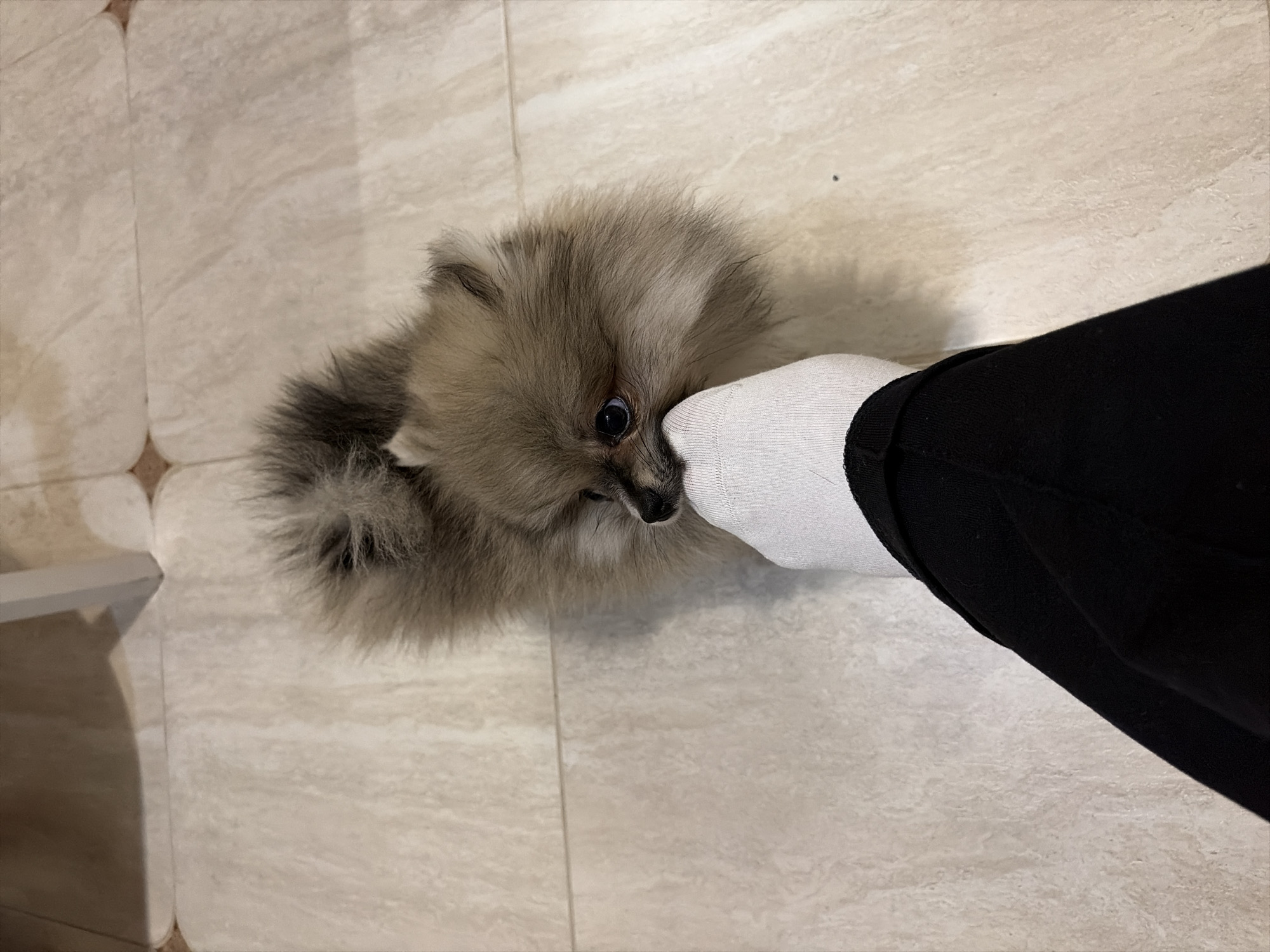 The precise location within the city of Saint Petersburg, Russia, cannot be determined from the visual information provided in this image.
The image depicts an indoor scene focused on a small, fluffy, light brown and grey Pomeranian-type dog playfully mouthing the toe of a human foot. The dog, with dark eyes and a black nose, is positioned on a light-colored, possibly beige or off-white, tiled floor. Its head is turned towards the human foot, with its snout gently engaged with the white, ribbed sock covering the foot. The human leg is clad in black fabric, likely trousers or leggings, visible just above the ankle. The tiled floor features a grid pattern with visible grout lines, and some tile intersections exhibit a slightly darker, rounded square motif. In the upper right background, a partial, out-of-focus grey, angular object, resembling a furniture leg, is visible, casting a subtle shadow.
