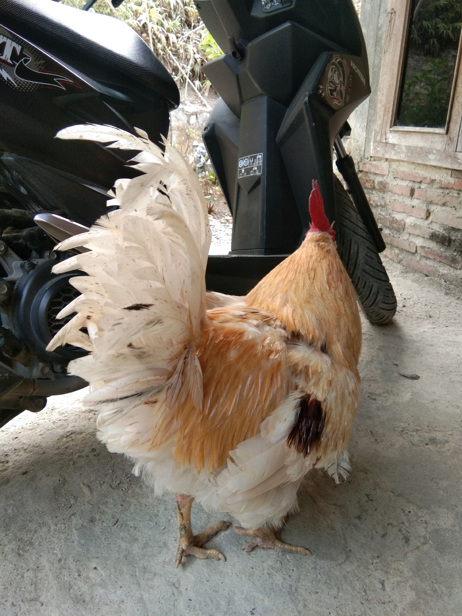 A rooster with light brown and white feathers stands on a concrete surface in front of a motorcycle and a brick wall. The rooster is facing away from the camera, with its tail feathers fanned out. The motorcycle is black and appears to be a scooter. The brick wall is weathered and has a window. The scene is outdoors, likely in a residential area. The location is Karangsambung, Indonesia.