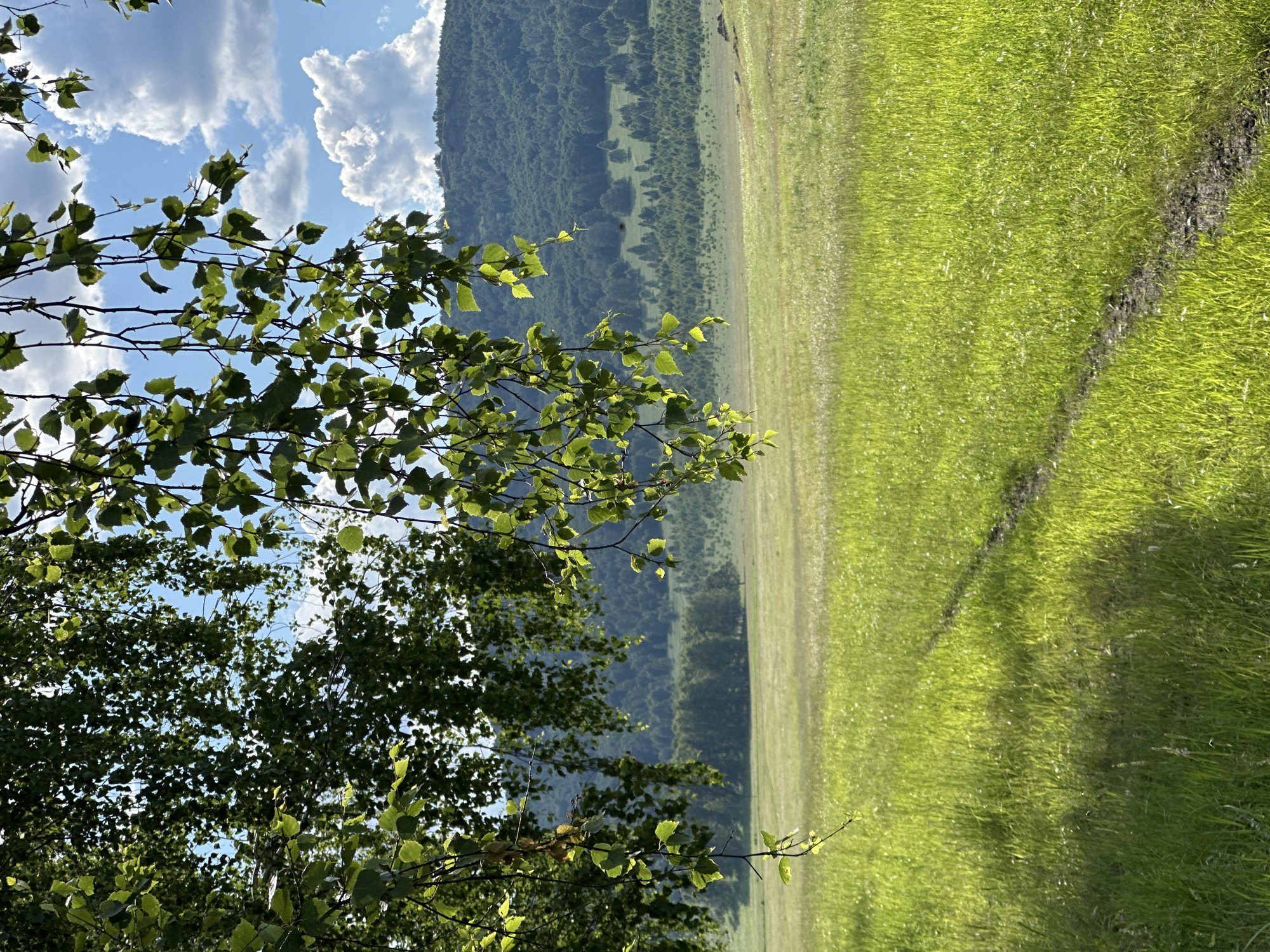 The image depicts a pastoral scene with a focus on natural elements. In the foreground, a tree branch with vibrant green leaves extends into the frame, its leaves catching the sunlight. Behind the tree, a vast, sun-drenched meadow stretches out, its lush green grass illuminated by the warm glow of the sun. A darker patch of ground or a worn path cuts diagonally across the meadow.
In the mid-ground, a gentle slope is covered with a dense forest, the trees creating a textured, deep green backdrop. The forest extends up a mountainside that forms the far boundary of the scene. Above the mountains, a bright blue sky is dotted with fluffy white clouds, suggesting fair weather.
The lighting indicates it is likely daytime, possibly late afternoon or early evening, given the golden hue of the sunlight on the grass. There are no people or specific objects in the scene, emphasizing the serene and wild beauty of the landscape. The overall mood is tranquil and idyllic, evoking a sense of peace and natural harmony. The image is oriented vertically, with the sky and trees on the left and the meadow and mountains on the right. There is no visible text in the image.