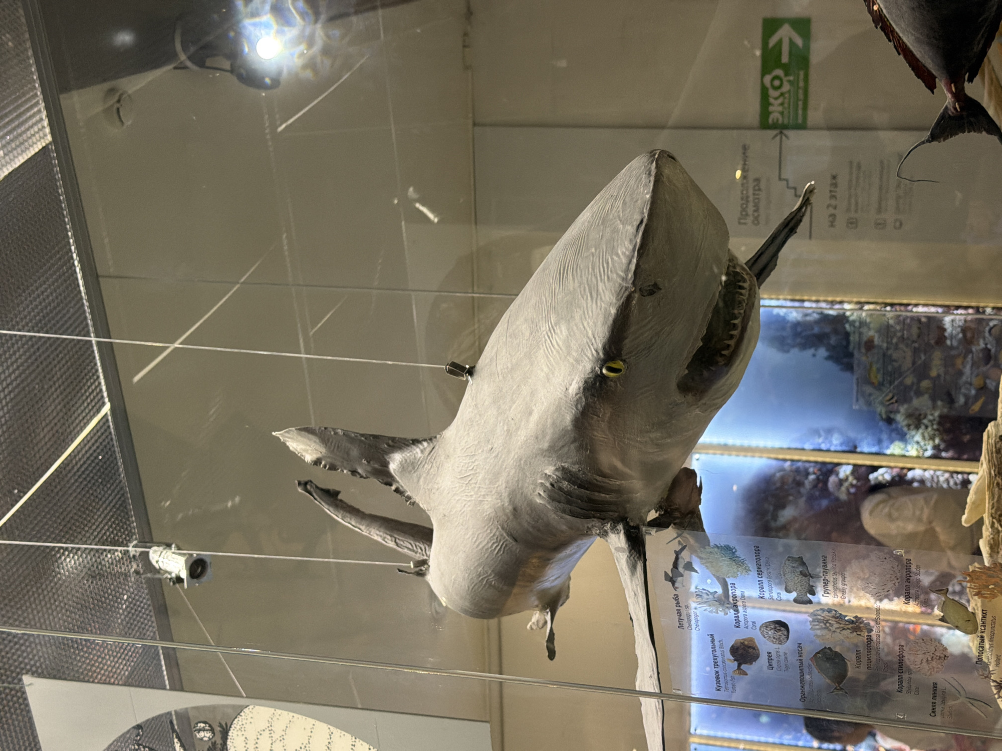 The image shows a taxidermied shark suspended in a museum display case. The shark is grey with yellow eyes and visible teeth. The display case has glass panels and a reflective ceiling with overhead lighting. Below the shark, a display board with images and text in Russian provides information about various marine life. Reflections on the glass show lighting fixtures and other elements of the museum environment. The background includes an underwater scene with coral and fish, also part of the exhibit. The overall setting appears to be a natural history museum.