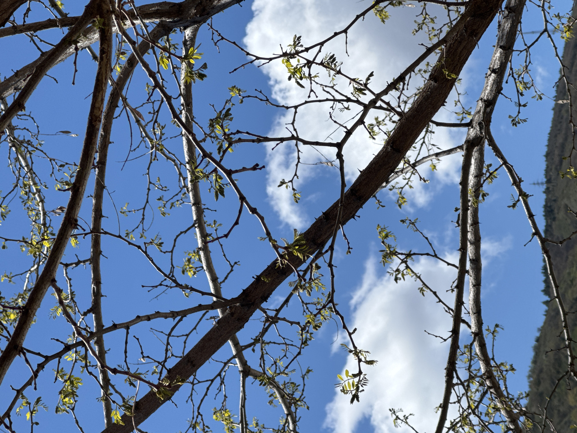 The image shows tree branches with budding leaves against a backdrop of blue sky with scattered white clouds. The branches are bare except for the emerging green leaves. In the background, there are hints of a green hillside or mountain. There is no evidence in the image to place this scene in Tbilisi, Georgia. The image depicts only natural elements.