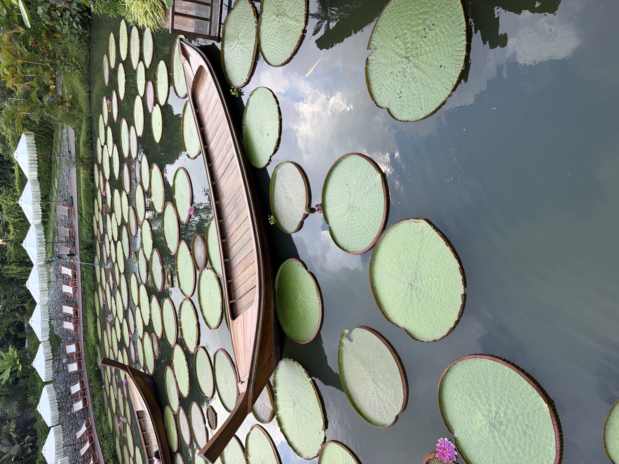 A serene pond filled with numerous large, round, green lily pads is the central focus of this image, located in Ban Khlong Khian, Thailand. Two traditional wooden boats, one partially submerged and the other resting near the edge, are present on the water. One boat is a long, narrow, shallow vessel with a pointed prow and stern, made of polished dark wood. The other, a smaller boat, is visible in the foreground, also wooden. The water is dark and reflects the sky and surrounding greenery. In the background, a paved walkway with rows of white lounge chairs and umbrellas suggests a recreational area. Lush tropical vegetation, including palm trees, borders the pond. The overall scene conveys a tranquil atmosphere.