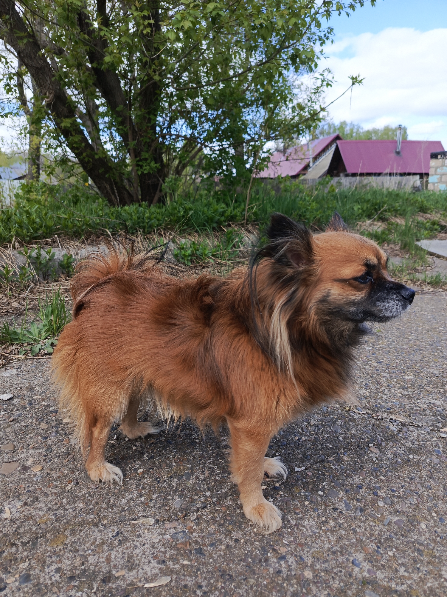 A medium-sized, long-haired, brown dog with black highlights around its head and muzzle stands on a gray, speckled concrete surface. The dog is positioned facing right, with its profile visible. In the background, there is a tree with green leaves and patches of blue sky, suggesting a late spring or early summer scene. Beyond the tree, there is a view of residential buildings with red roofs. The location is Chaikovsky, Russia, based on contextual information. The scene appears to be outdoors in a residential area.