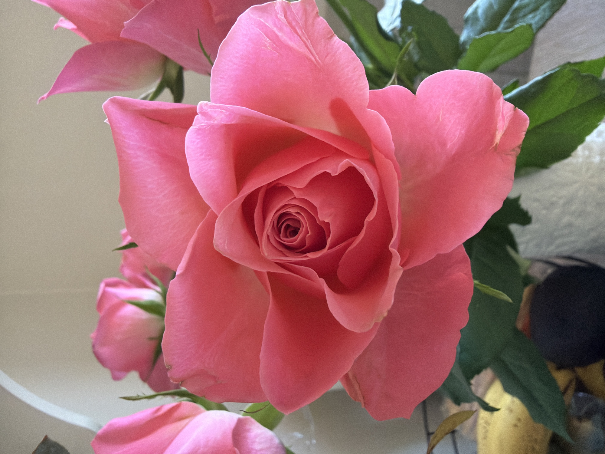 Close-up of a blooming pink rose with multiple petals, accompanied by green leaves and other partially visible roses. The setting appears to be indoors, with a glimpse of a white wall and a blurred background suggesting a domestic environment. There is no indication of Riga, Latvia.