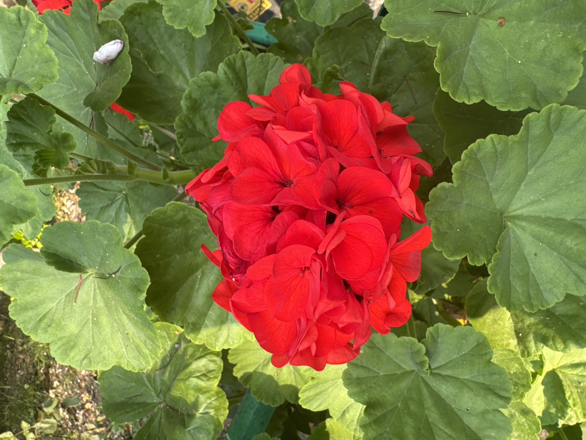 A vibrant cluster of bright red geranium flowers is prominently displayed against a backdrop of lush green leaves. The flowers are tightly packed, forming a dense, rounded bloom with delicate, ruffled petals. Some of the leaves exhibit a slightly serrated edge. The scene is lit by natural sunlight, casting gentle shadows and highlighting the textures of the petals and leaves. A small, white object, possibly a dried leaf or petal, rests on one of the green leaves in the upper right portion of the frame. The overall impression is one of natural beauty and growth. The image was captured in the city of Sochi, Russia.
