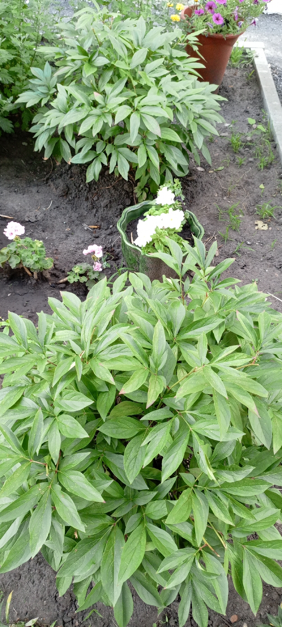 The image shows a close-up view of green foliage in Kirsanov, Russia. The plants are lush and healthy, with broad, deep green leaves. Some of the plants have small pink and white flowers. In the background, there are more plants, some in a terracotta pot, and a glimpse of a gravel path. The ground is dark soil, suggesting a garden or natural area. The lighting is natural, likely daylight, with no artificial sources visible. The scene is static, with no movement or activity depicted.