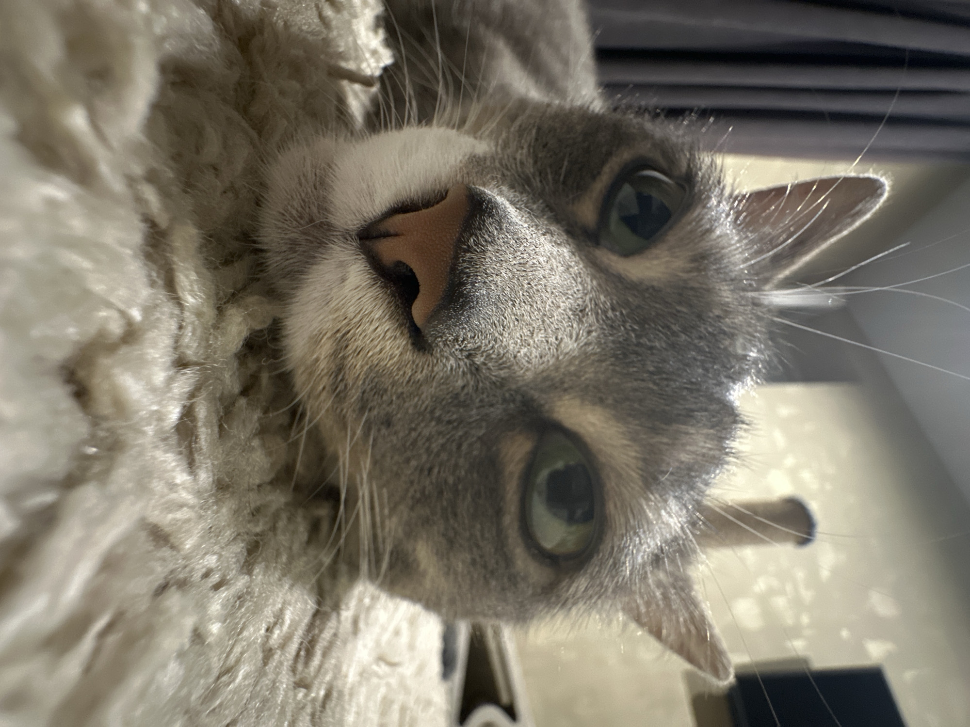 A close-up, low-angle shot captures a grey tabby cat's face, resting on a cream-colored, plush carpet. The cat's eyes are wide open, with green irises, and its nose is a pale pink. The whiskers are prominent, fanned out around its muzzle. The background is out of focus, showing a glimpse of a dark curtain to the left and a beige wall with a cylindrical object casting a shadow on the right. The lighting appears to be from a warm, ambient source.