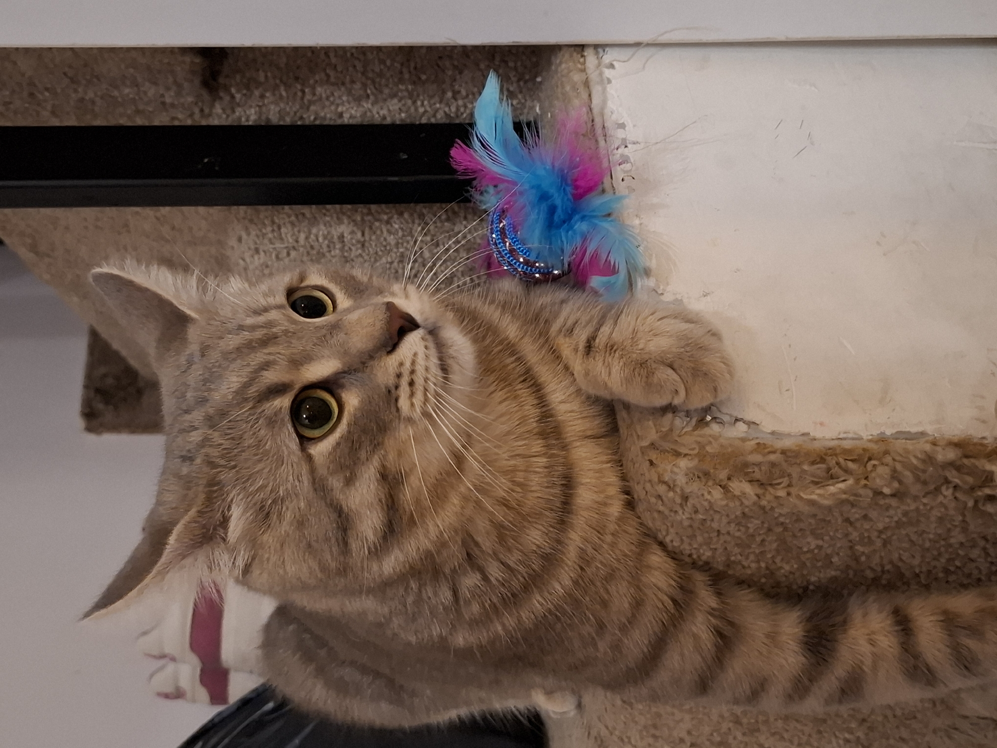 A grey tabby cat with yellow eyes is lying on a carpeted stair. The cat is facing to the right with its paws resting on the edge of the stair. Next to the cat, on the edge of the stair, is a cat toy with blue and pink feathers and a beaded ball. The background consists of a white wall and a dark metal railing. There are no people visible in the image. The image appears to be taken indoors.