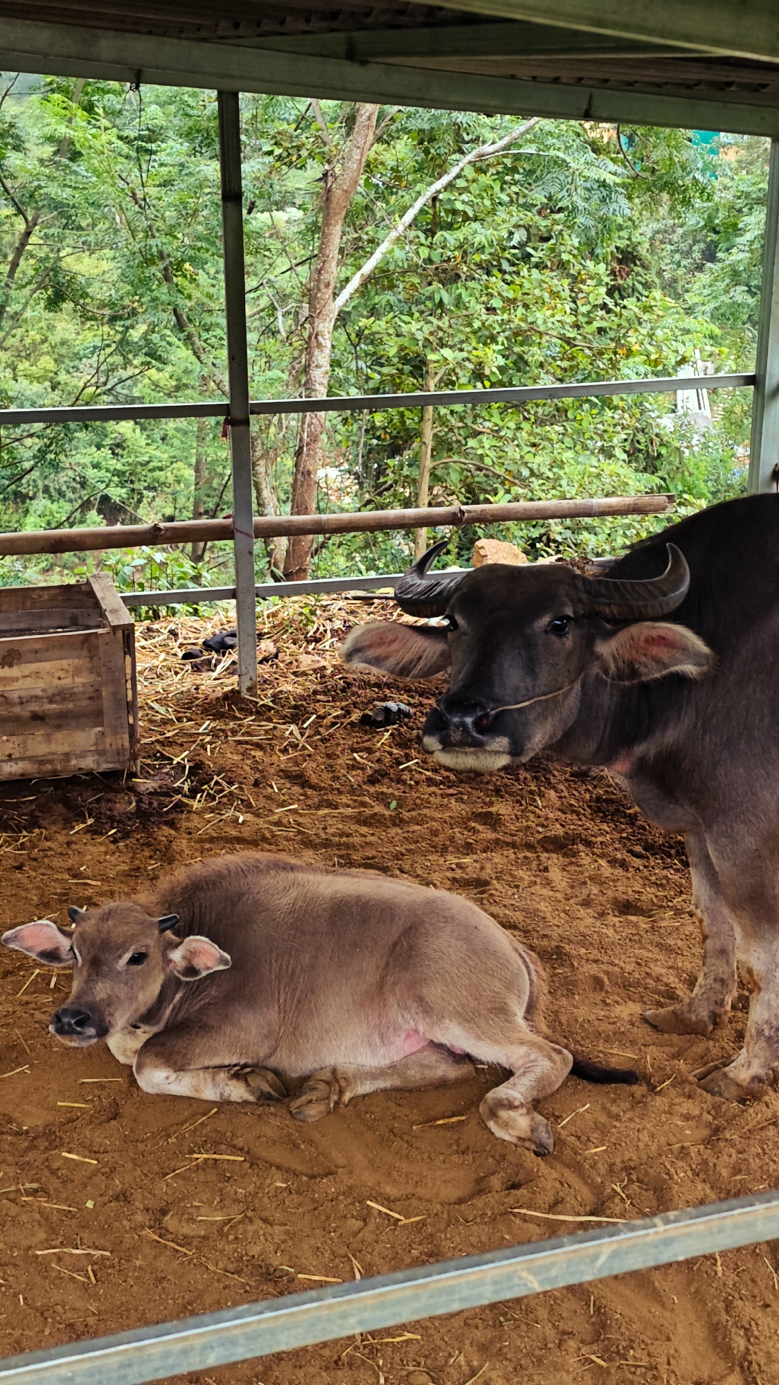 This image depicts two water buffaloes within a semi-enclosed, open-air structure in Dế Xu Phình, Vietnam. In the foreground, a light brown water buffalo calf lies curled on its left side on reddish-brown dirt, with scattered dry straw visible. The calf has small emerging horns and appears calm. To the right and slightly behind the calf, a larger, dark grey adult water buffalo stands facing slightly left, its head turned towards the viewer. This adult buffalo has prominent, curved horns and a light-colored rope tied around its muzzle. Both animals are situated on a dirt ground that shows signs of being disturbed.
In the midground, a rudimentary structure is visible, consisting of vertical and horizontal metal bars forming a fence or enclosure. To the left, a wooden crate is positioned on the ground. The background is dominated by dense, lush green foliage and trees, indicating a natural or forested environment beyond the buffalo enclosure. The overall lighting suggests an overcast or shaded outdoor setting.