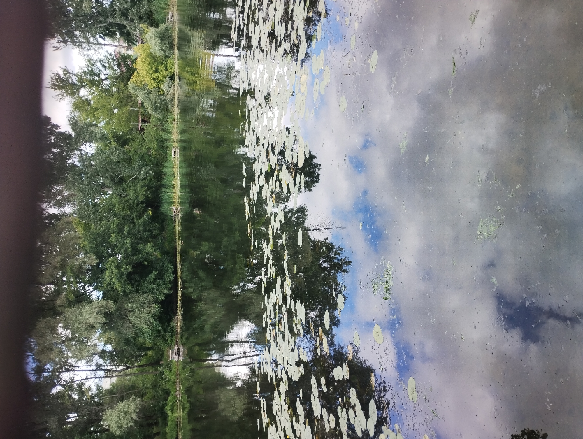 The image shows a wide shot of a calm body of water, likely a river or lake, with reflections of trees and sky on its surface. Lily pads are scattered across the water, particularly in the foreground and mid-ground. The background features a dense line of trees and vegetation along the bank. A small wooden structure, possibly a pier or dock, is visible on the left side of the bank. The water appears dark and still, with the reflections of white clouds and blue sky creating a painterly effect. The scene suggests a natural, serene environment within a city, likely in the vicinity of the Psel River in Sumy, Ukraine, given the mention of that location. There are no people or animals visible in the image.