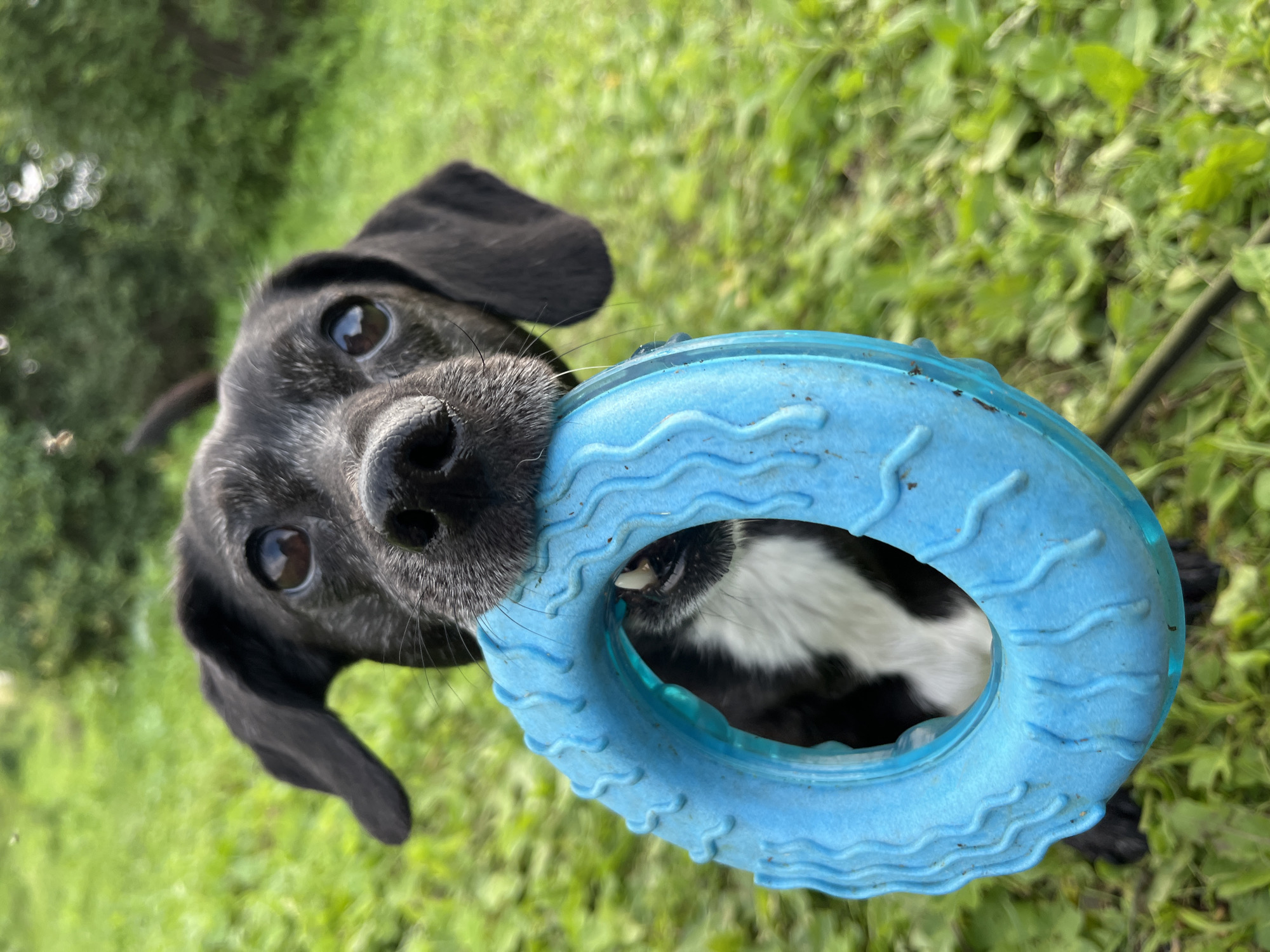 A close-up, low-angle shot shows a black and white dog with grey markings on its snout holding a bright blue, textured toy ring in its mouth. The dog's eyes are wide and dark, looking directly at the camera. The toy partially obscures the dog's face, revealing its teeth and a bit of its white chest. The background consists of blurred green grass and foliage, suggesting an outdoor setting. The image was captured in the city of Nizhny Tagil, Russia.