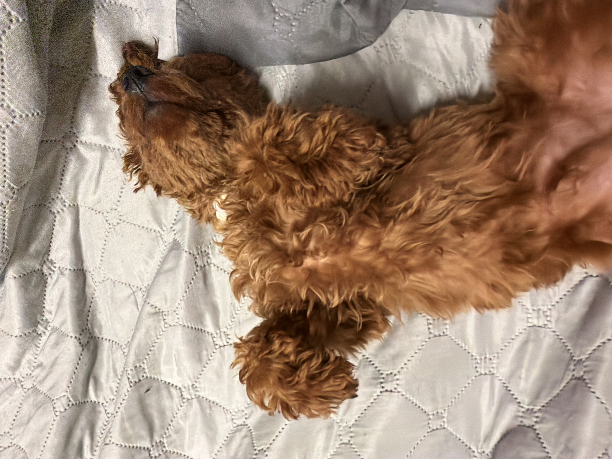 A small, fluffy, reddish-brown dog is lying on its back on a quilted, light-colored blanket. The dog's eyes are closed, and its mouth is slightly open, suggesting it is asleep or very relaxed. Its paws are extended upwards, and its body is curved. The background is a textured, quilted blanket, with a darker gray blanket or pillow visible on the right side of the image. The scene appears to be indoors, likely in a home. There is no indication of the city of Sofia, Bulgaria.