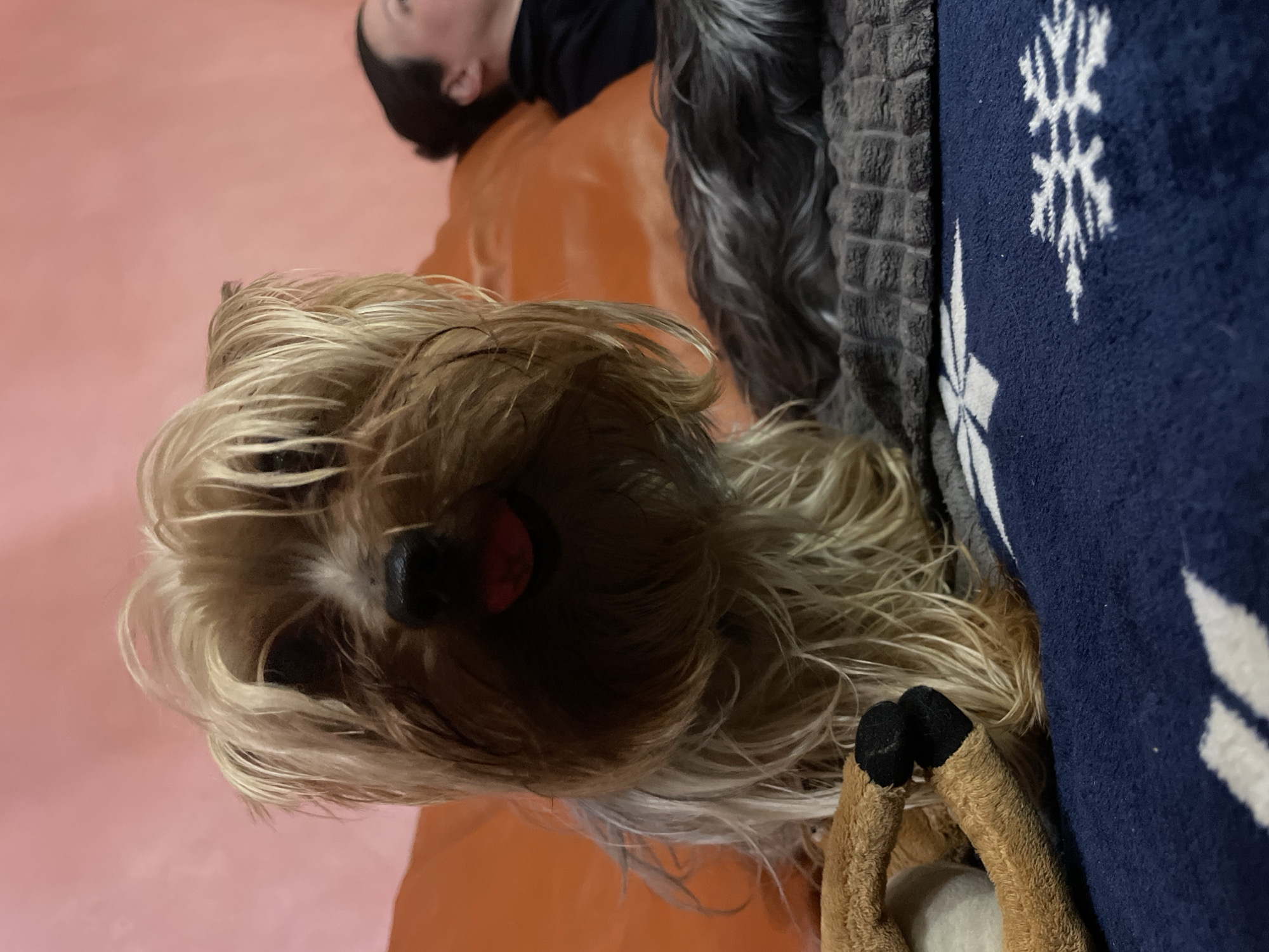 The image shows a close-up of a blonde Yorkshire terrier-type dog lying on an orange surface. A person is lying on the orange surface behind the dog. The dog is partially covered by a gray textured blanket and a dark blue blanket with white snowflake patterns. A tan stuffed animal is near the dog's paws. The location is not determinable from the image.