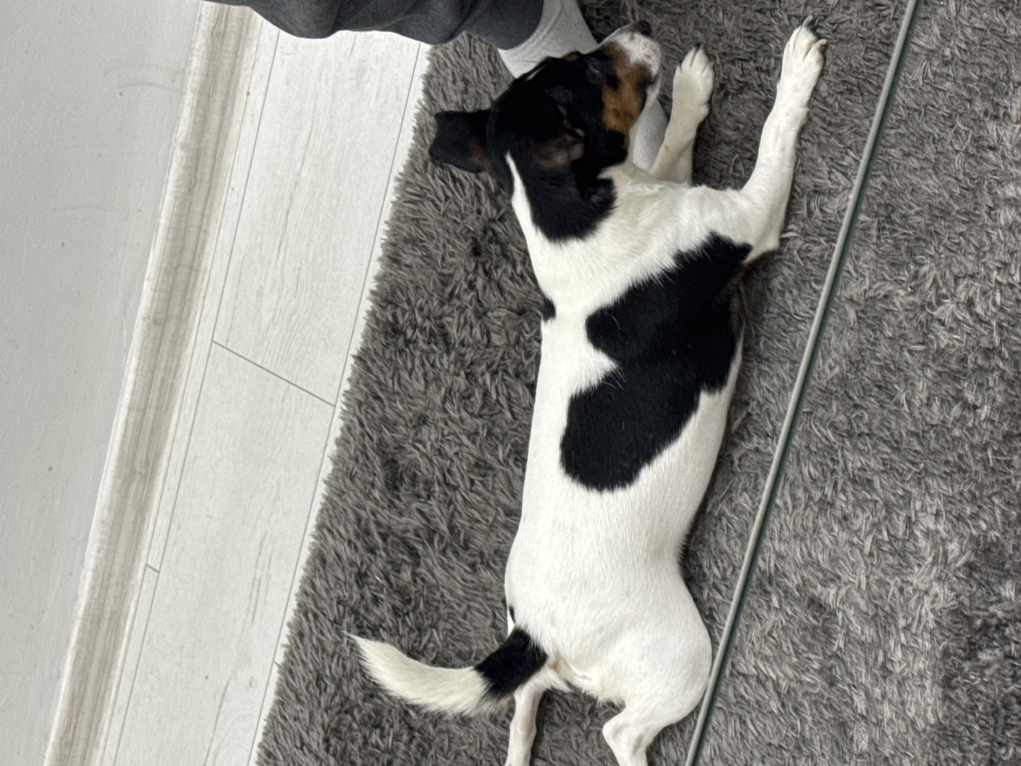 An overhead shot captures a black and white dog, likely a Jack Russell Terrier, lying on its back or side on a shaggy grey rug. The dog appears relaxed, with its front paws tucked towards its head and its rear legs stretched out. It has black and white fur, with some brown markings visible on its head. Its tail is white with a distinct black patch near the base. Black claws are visible on its paws.
In the top left corner, part of a person's leg and foot, clad in grey socks and grey sweatpants, is visible near the dog's head, suggesting human presence. To the left of the rug, there's light-colored wooden plank flooring. A transparent or clear strip, possibly a floor protector or transition trim, runs between the wooden floor and what appears to be a wall or skirting board. This strip shows some signs of dirt or discoloration. The scene is indoors, likely a home environment in Sofia, Bulgaria, and the lighting suggests it's daytime. There is no visible text in the image.