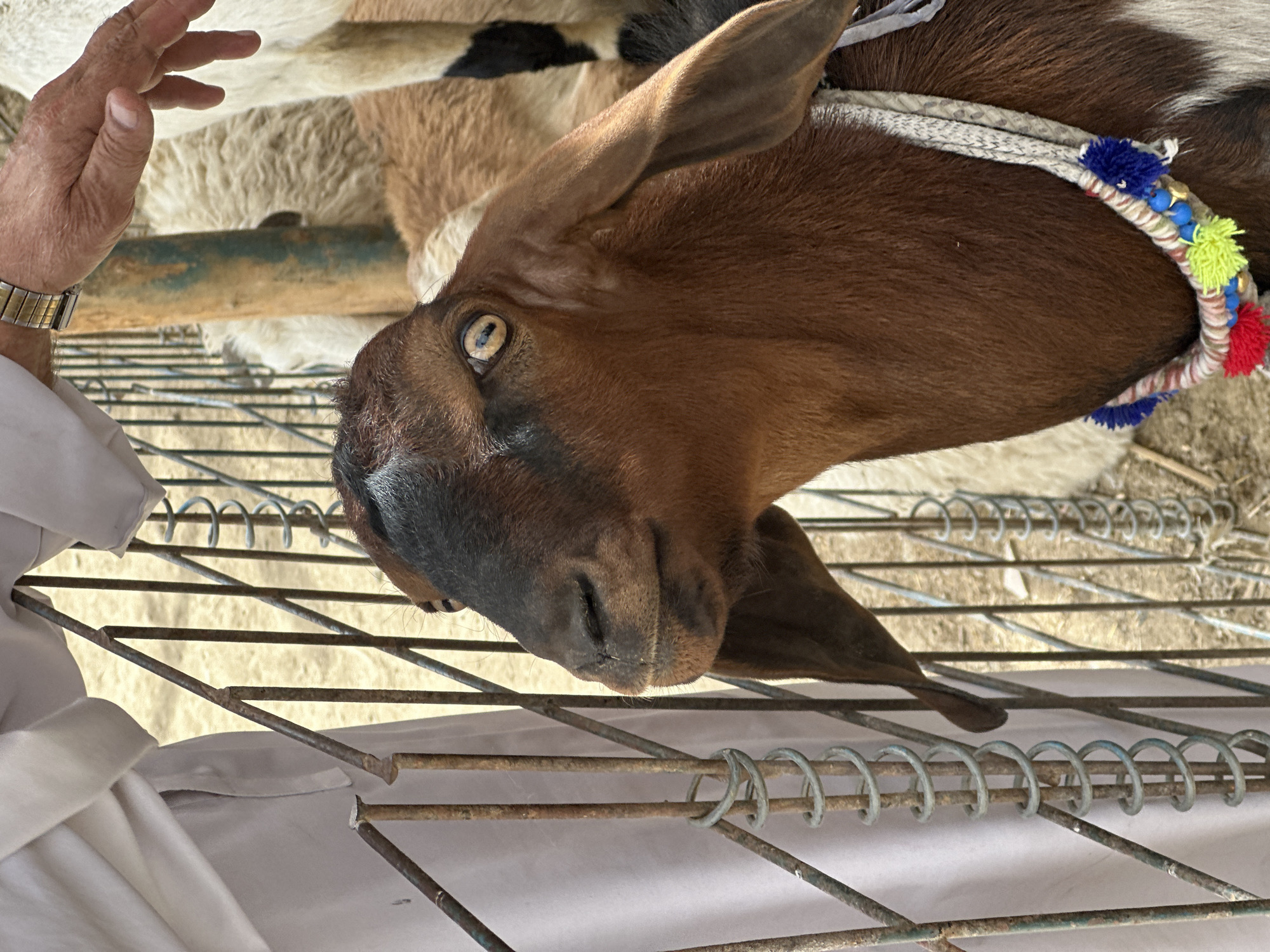 A close-up shot captures a brown goat with a black face in Quetta City Tehsil, Pakistan. The goat wears a decorative rope collar with colorful pom-poms and is confined within a metal cage. A person's hand and wrist, adorned with a gold watch, are visible near the top left corner of the frame, possibly reaching towards the goat. Other goats with varying coat colors are partially visible in the background. The environment appears to be an outdoor enclosure.