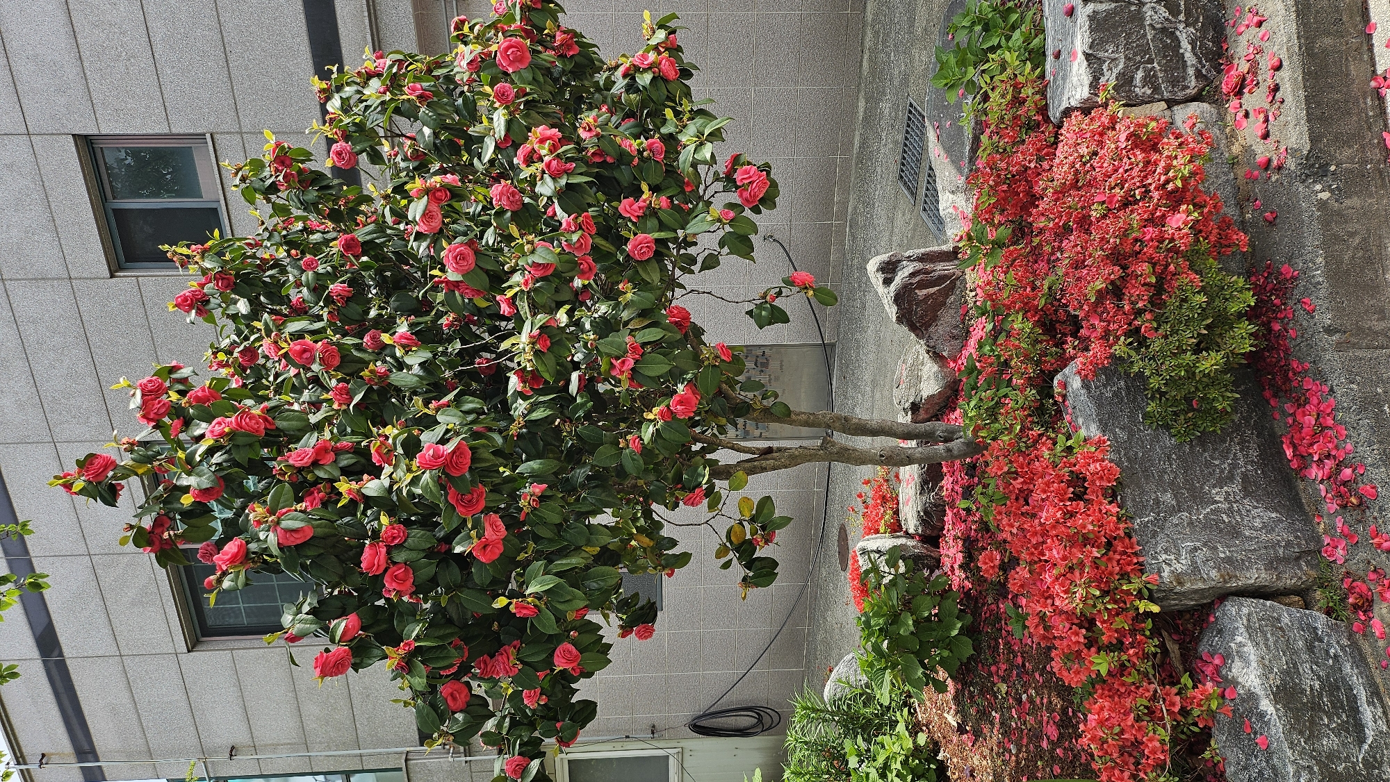 The image captures a vibrant scene in what is presumably Ulsan, South Korea, given the presence of distinctive architectural styles often found in urban South Korea. A well-manicured camellia tree, densely populated with deep pink blossoms and lush green leaves, stands as a focal point. The tree's trunk splits into two main branches.
Adjacent to the tree, a rock garden is cascading with a profusion of smaller, similarly colored pinkish-red flowers, potentially azaleas. The flowers are sprawling over the rocks, with scattered petals littering the hardscape, suggesting a recent bloom or shedding.
The setting appears to be an urban environment, with a multi-story building featuring a patterned facade and rectangular windows. The environment is well-maintained. There are no people visible in the image.