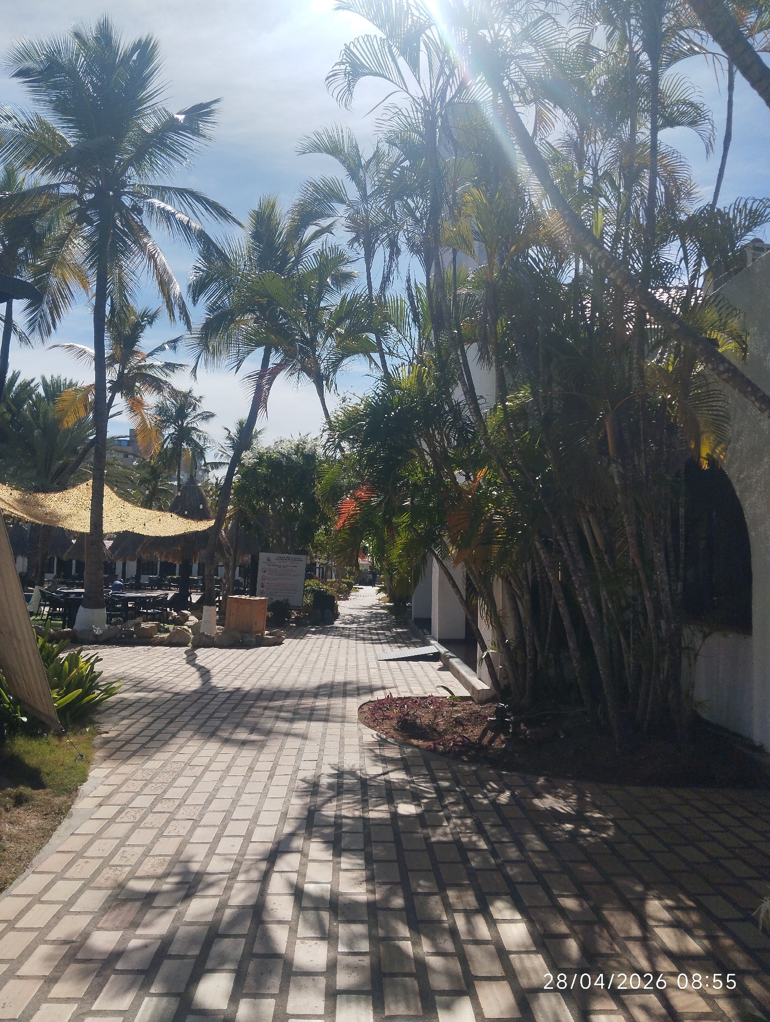 The image depicts a sun-drenched tropical outdoor pathway, likely part of a resort or hotel property, captured on a clear late morning. The main subject is a paved walkway made of light-colored rectangular blocks, stretching into the distance. Numerous palm trees and lush tropical foliage line both sides of the path, casting long, distinct shadows that dapple the ground.
On the left side of the walkway, beyond a bed of green plants, is an outdoor seating area. It features dark tables and chairs shaded by several roughly woven, light-colored canopies, possibly made of straw or thatch. Although indistinct, faint human figures appear to be seated in this shaded area. Further back in the mid-ground, a wooden planter or box stands next to two large white signs. These signs contain multiple lines of text, but the details are unreadable.
To the right of the pathway, dense clusters of palm trees and other green plants grow beside a white building facade with arched openings. The bright sun, positioned high in the upper center of the frame, creates a strong lens flare and backlights many of the palm fronds, highlighting their texture against the clear blue sky. The overall atmosphere suggests a serene and warm environment. A timestamp in the bottom right corner reads "28/04/2026 08:55", confirming the time of day.