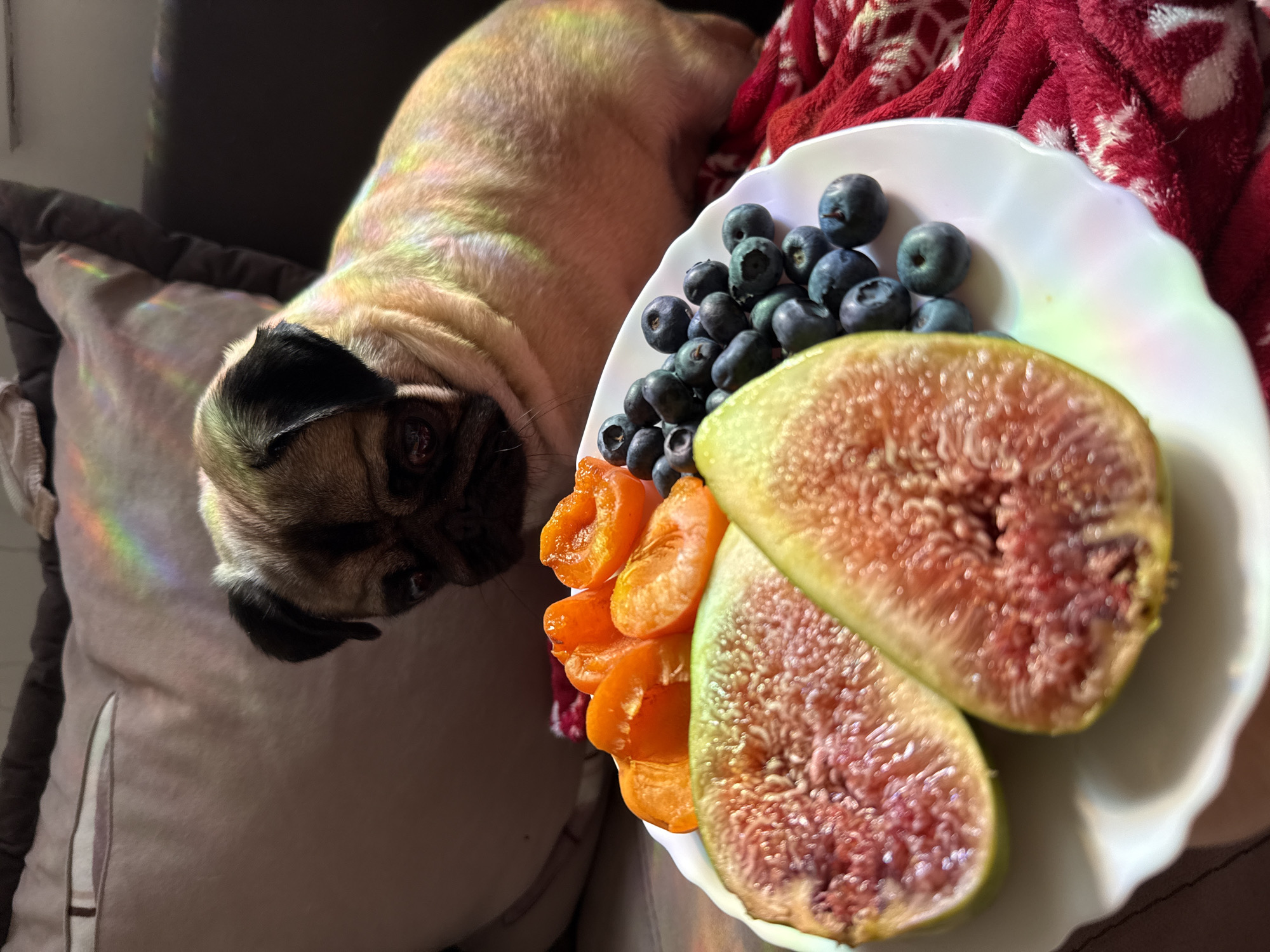 A fawn-colored pug dog looks down at a white plate of fruit, including halved figs, sliced apricots, and blueberries. The dog is positioned behind the plate and to the right, with its head lowered. The fruit is arranged in the foreground of the image. The background consists of a couch and pillows. The scene is illuminated by natural light, which casts colorful reflections on the pug's fur and the fruit. The overall setting appears to be indoors, possibly a living room, with no indication of the specific city or location.