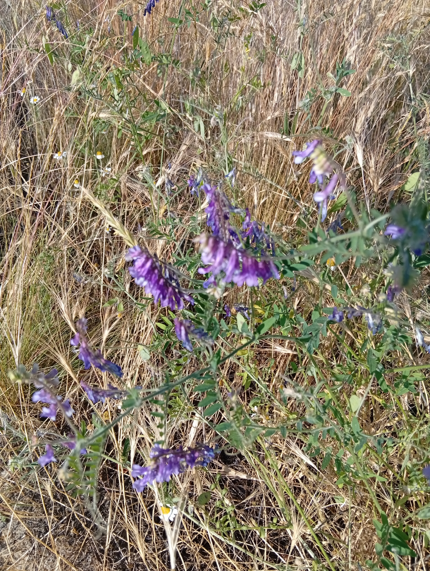 A close-up, eye-level shot shows a patch of dry, golden grass interspersed with green stems and purple flowers. The dry grass forms a dense background. Several purple flowers, some in focus and some blurred, are visible on green stems in the foreground and mid-ground. Small white flowers with yellow centers are also scattered throughout the dry grass. The scene appears to be outdoors in a natural setting.