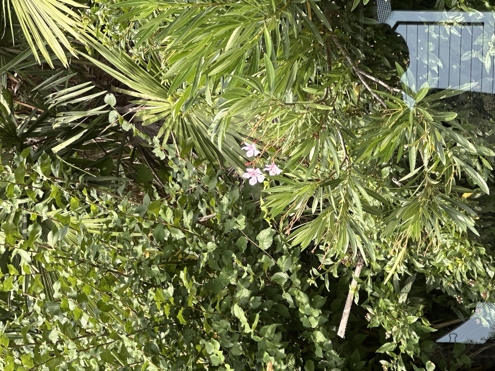 This is a close-up, high-angle photograph of dense, green foliage. The image is dominated by various types of leaves, with some lighter green, narrow, lance-shaped leaves in the foreground and mid-ground, interspersed with broader, darker green leaves of a different plant. Several thin, brown branches are visible throughout the frame. Two small, pale pink flowers with yellow centers are blooming on one of the branches in the mid-ground. The background consists of more layers of green leaves and some palm-like fronds. A dark, reflective surface, possibly a window, is visible in the lower right corner of the image, with faint horizontal lines and reflections of greenery. The lighting suggests it is daytime, with sunlight dappling through the leaves, creating varying degrees of brightness and shadow. The scene appears to be a garden or a natural outdoor setting within the city of Sochi, Russia, given the lush vegetation commonly found there. There are no people or animals clearly depicted in the image.