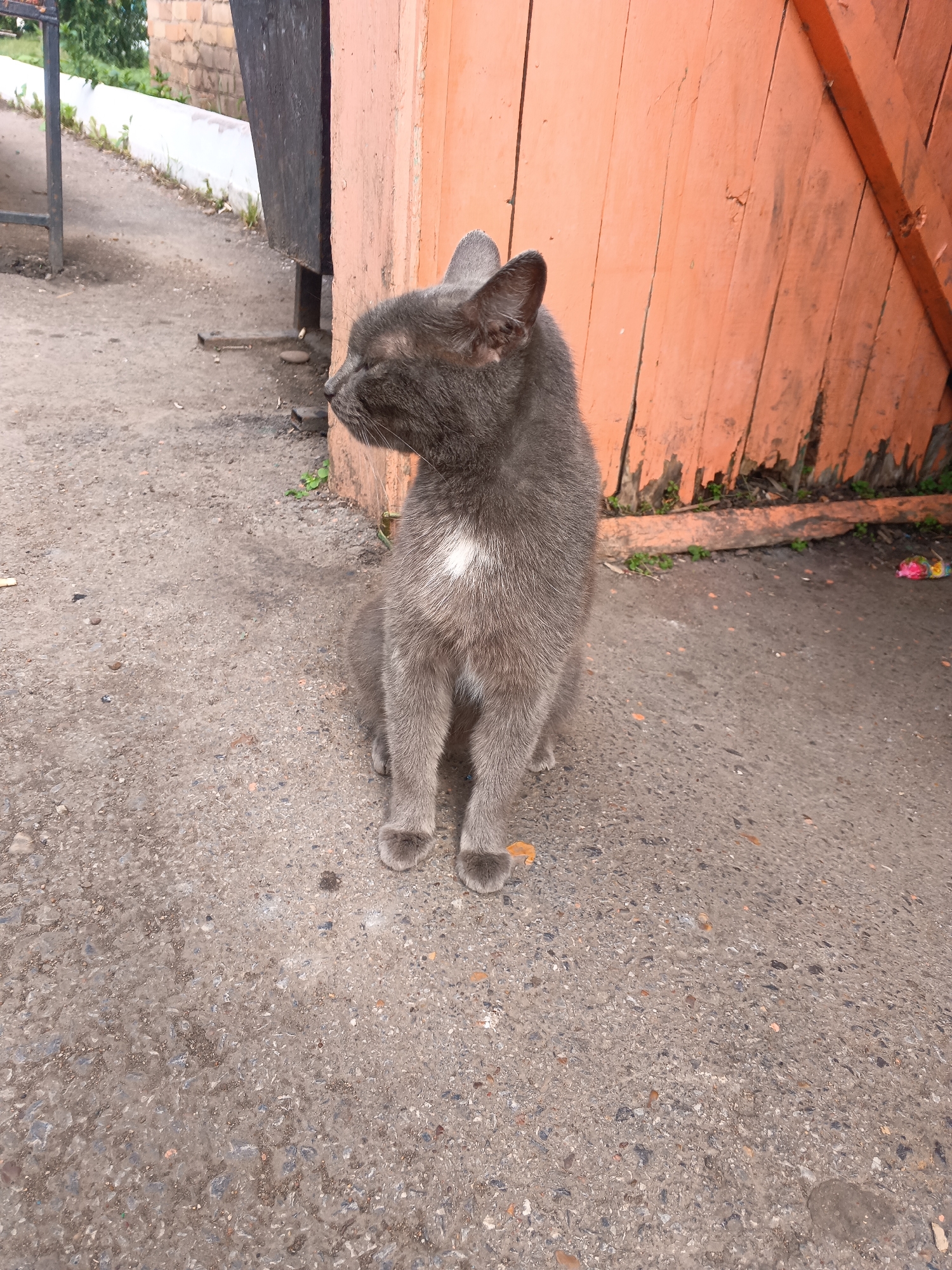 An adult, grey domestic shorthair cat is sitting on a paved surface in front of an orange, weathered wooden door. The cat is facing to the left of the frame, with its eyes closed and ears slightly back. It has a small white patch of fur on its chest. The paved surface appears to be asphalt or concrete and is somewhat uneven, with small pebbles and debris scattered across it. To the left of the cat, there is a dark, vertical structure, possibly a metal gate or a piece of furniture, and beyond that, a brick wall and some greenery. The overall environment suggests an outdoor urban or semi-urban setting. The image was taken in Tolbazy, Russia.