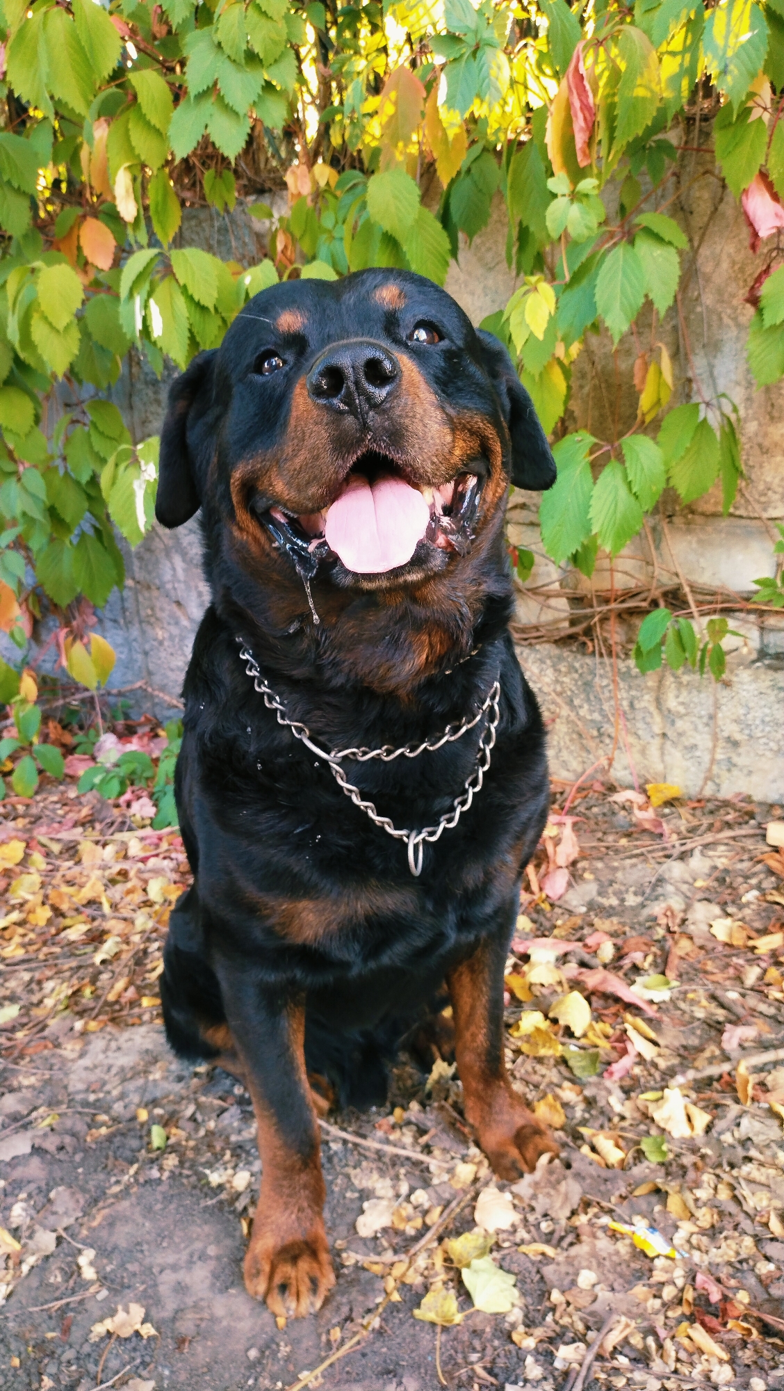 A rottweiler dog sits outdoors in front of a stone wall covered in green and yellow ivy. The dog is black with tan markings, has its mouth open, and its pink tongue is visible. A silver chain collar is around its neck. The ground is covered with fallen leaves in various shades of brown, yellow, and red. The scene is bathed in natural light, suggesting it was taken during the daytime. The dog appears to be panting. There are no people or vehicles visible in the image. The location is not identifiable from the image itself, and there is no contextual information to suggest it is in Horishni Plavni, Ukraine.