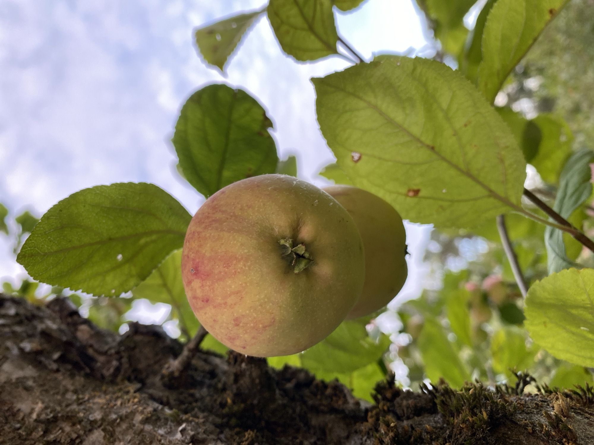 A close-up, low-angle shot shows two apples hanging from a tree branch. The apple in the foreground is mostly round with a slight blush of red on its upper left side. It has a green and yellow hue and appears to be partially ripe. A second apple, slightly out of focus, hangs below it. The tree trunk, covered in dark brown bark and some moss, is visible on the left side of the frame. Lush green leaves, some with small holes, surround the apples. The background is a soft-focus blend of green foliage and a pale blue sky with white clouds.