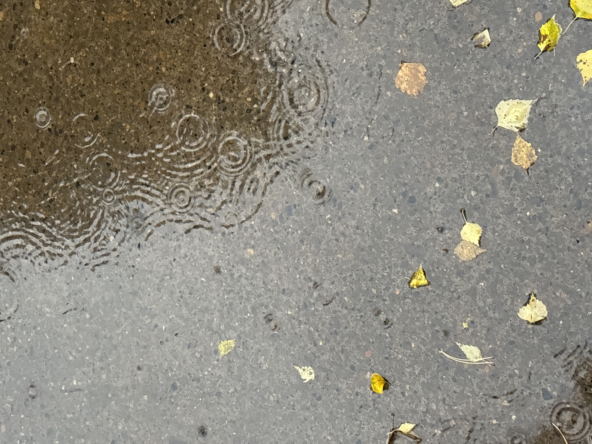 The image shows a close-up, overhead view of a wet asphalt surface, likely a sidewalk or roadway, in Chaikovsky, Russia, during a rain shower. Concentric ripples are visible on the surface of a shallow puddle in the upper right quadrant of the image, indicating falling raindrops. Scattered across the asphalt are several fallen autumn leaves in various shades of yellow, brown, and green. Some leaves are partially submerged in the water. The asphalt itself is dark gray and speckled with small stones. The lighting suggests an overcast sky. There are no people or animals visible in the frame, and no overt signs of human activity other than the pavement itself. The scene is static and focuses on the natural elements of rain and fallen leaves on an urban surface.