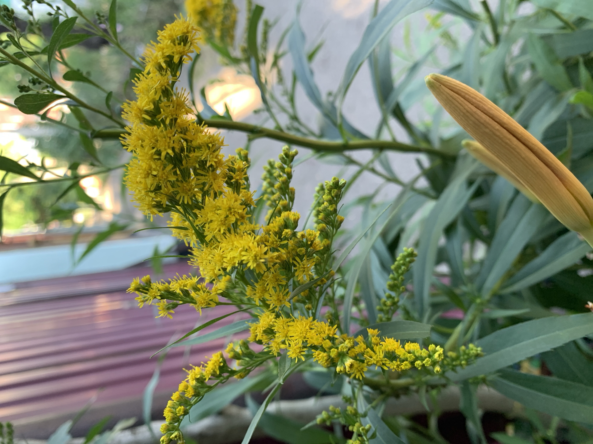 This is a close-up, eye-level shot of a flowering plant with small, bright yellow blossoms clustered together. The plant has long, slender green leaves, and some buds are visible as well, appearing as smaller, green clusters. In the background, out of focus, are more green foliage and a bright, diffused light source, possibly sunlight, that creates a warm glow. To the right of the frame, a single, large, unopened flower bud, ribbed and a pale yellow-orange color, is prominent. In the lower left quadrant of the image, a blurry background element suggests a patterned surface, possibly a corrugated roof, with shades of deep red and brown, catching a glint of light. The overall impression is of a natural setting, possibly outdoors, during the daytime, with a focus on the delicate beauty of the blooming flowers. There is no visible text in the image.