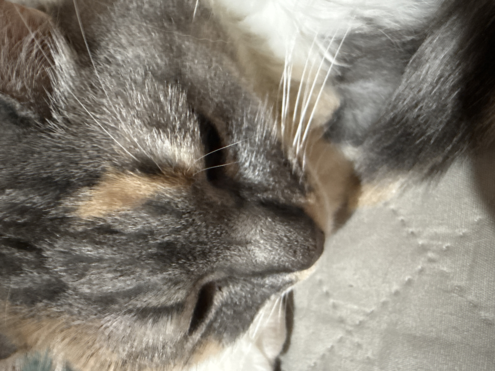 A close-up shot shows a calico cat with its eyes closed, resting on a textured grey surface. The cat's fur is a mix of grey, black, tan, and white. Its long, white whiskers are clearly visible. The background appears to be a soft fabric, possibly a blanket or cushion, with a subtle pattern of small raised dots. The lighting suggests a natural light source, casting soft shadows on the cat's face and the surrounding surface. There are no people or other animals present in the image. The image does not provide any information about the location in Elista, Russia.