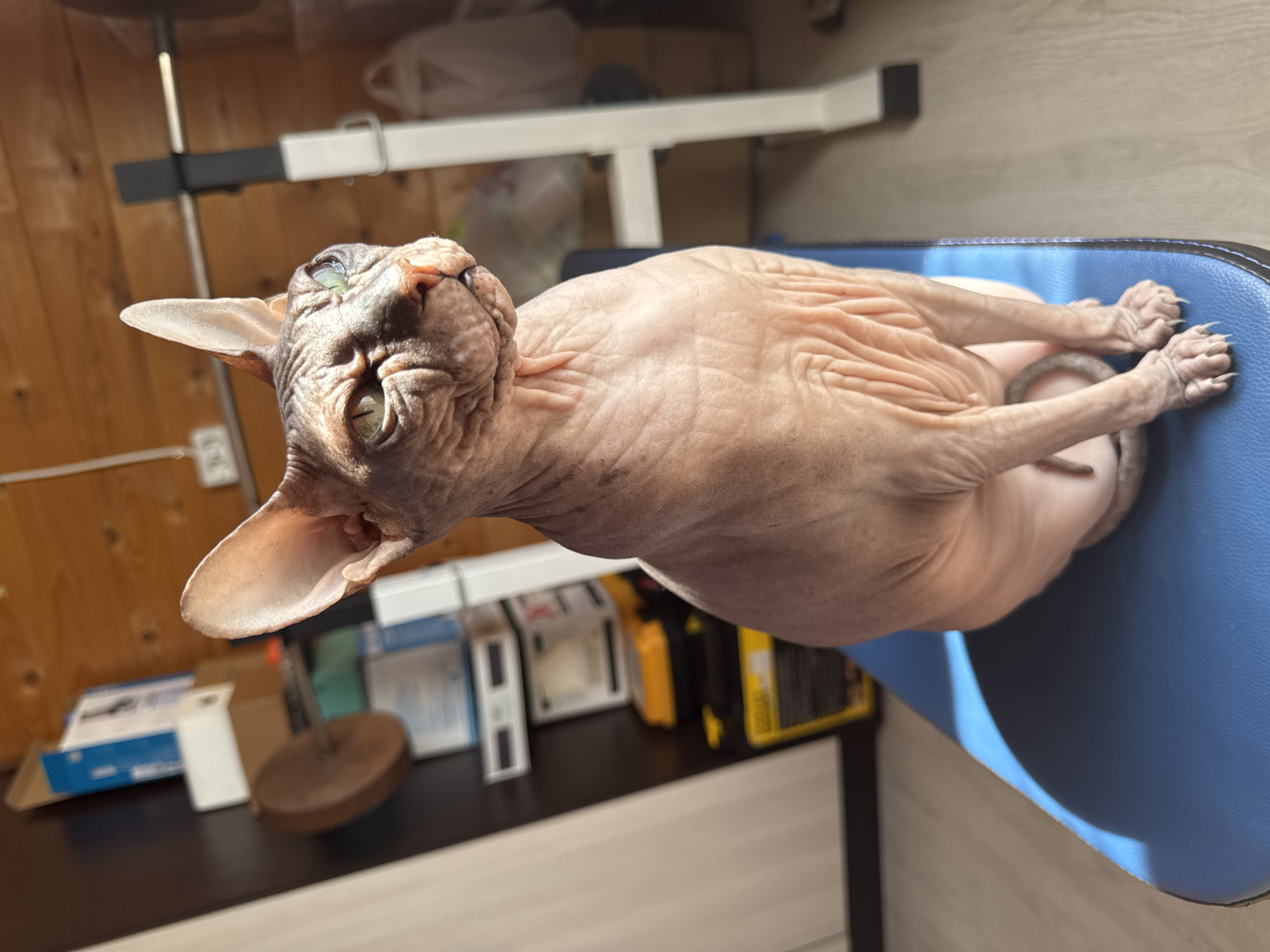 A hairless Sphynx cat sits on a blue padded bench, looking to the right. The cat's skin is wrinkled, and its large ears are prominent. Sunlight illuminates the cat from the right, casting a shadow on the bench. In the background, shelves are filled with various items, including boxes, and a white weightlifting bench is visible. The environment appears to be indoors, possibly a home gym or storage area. The location is described as Nikolaevka, Russia.