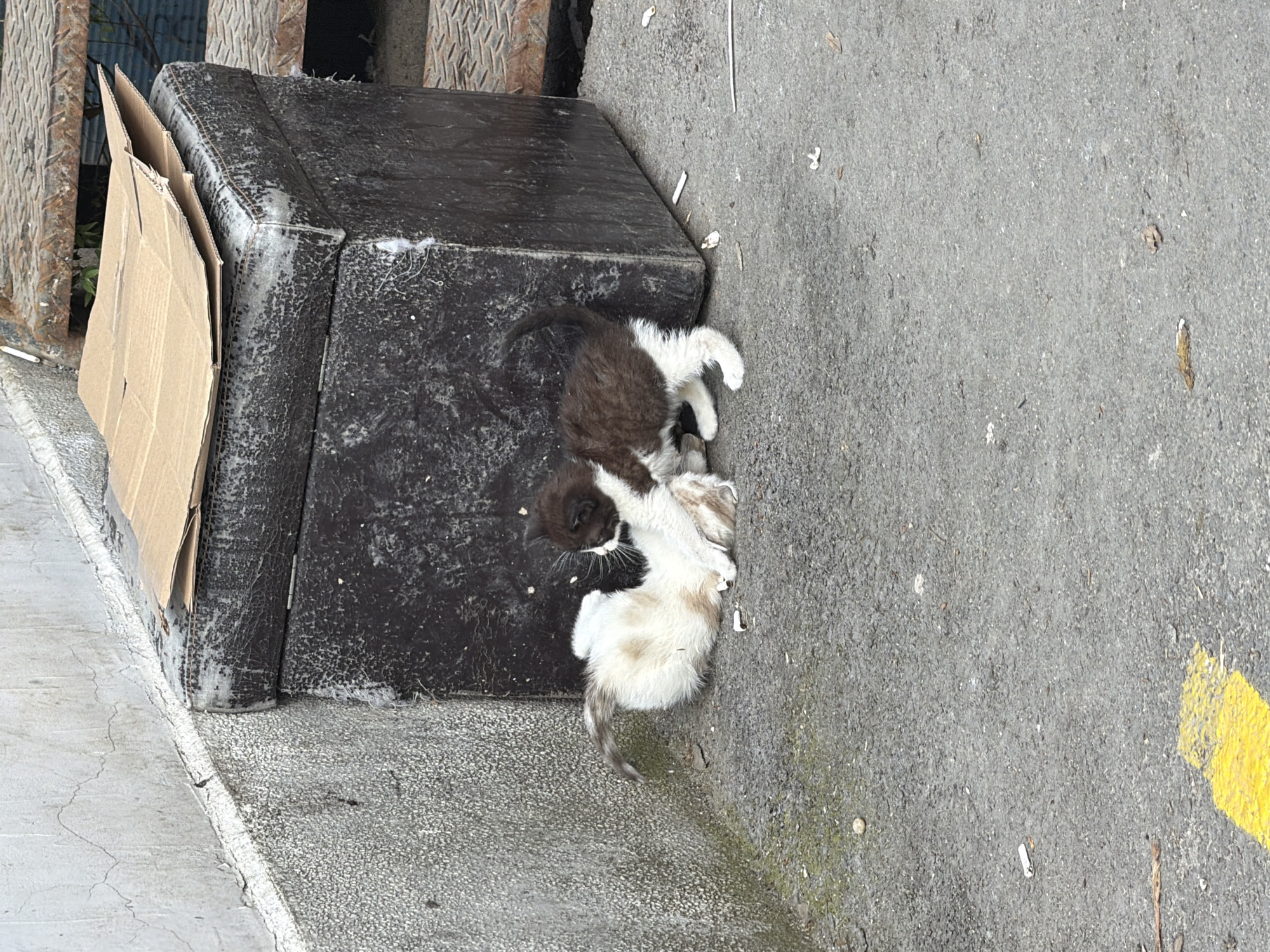 The image depicts an outdoor urban scene in Varna, Bulgaria, featuring two playful kittens. The kittens, appearing to be young, are engaged in wrestling on a coarse asphalt ground. One kitten is predominantly white with brown and black markings on its head, back, and tail, while the other is mostly brown and black with white paws and belly. One kitten is on its back, actively swatting at the other.
They are situated next to a large, dark, rectangular object, possibly a discarded piece of furniture like a couch or mattress, which shows signs of wear, dirt, and some white discoloration or mold. A piece of brown cardboard is propped against this object, perhaps offering a makeshift shelter. The asphalt ground is scattered with small debris, including leaves, cigarette butts, and other detritus. A concrete curb runs along the left edge, separating the asphalt from a lighter, cracked ground surface. In the upper left background, a rusty metal grate or fence is partially visible. A patch of faded yellow paint is present on the asphalt in the bottom right corner. The scene is illuminated by bright daylight, indicating clear weather. No discernible text is visible.