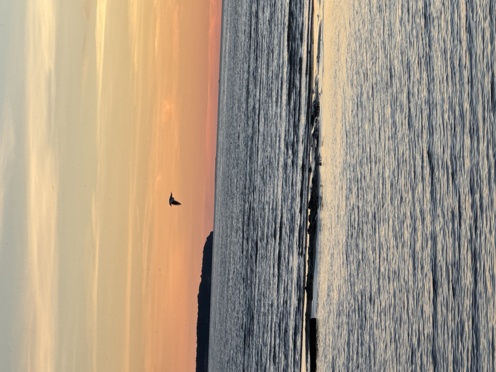 An image shows a sunset over the Baltic Sea, with a bird in flight. The sky is a gradient of orange and yellow, with pale blue at the top. The sea is a deep blue with gentle waves. In the distance, a dark landmass with trees is visible. A single bird is flying in the sky, its silhouette dark against the colorful sky. The scene appears to be a calm and peaceful moment at the end of the day. The location is likely the coast of Tallinn, Estonia, given the description of the sunset over the Baltic Sea and the appearance of the coastline.