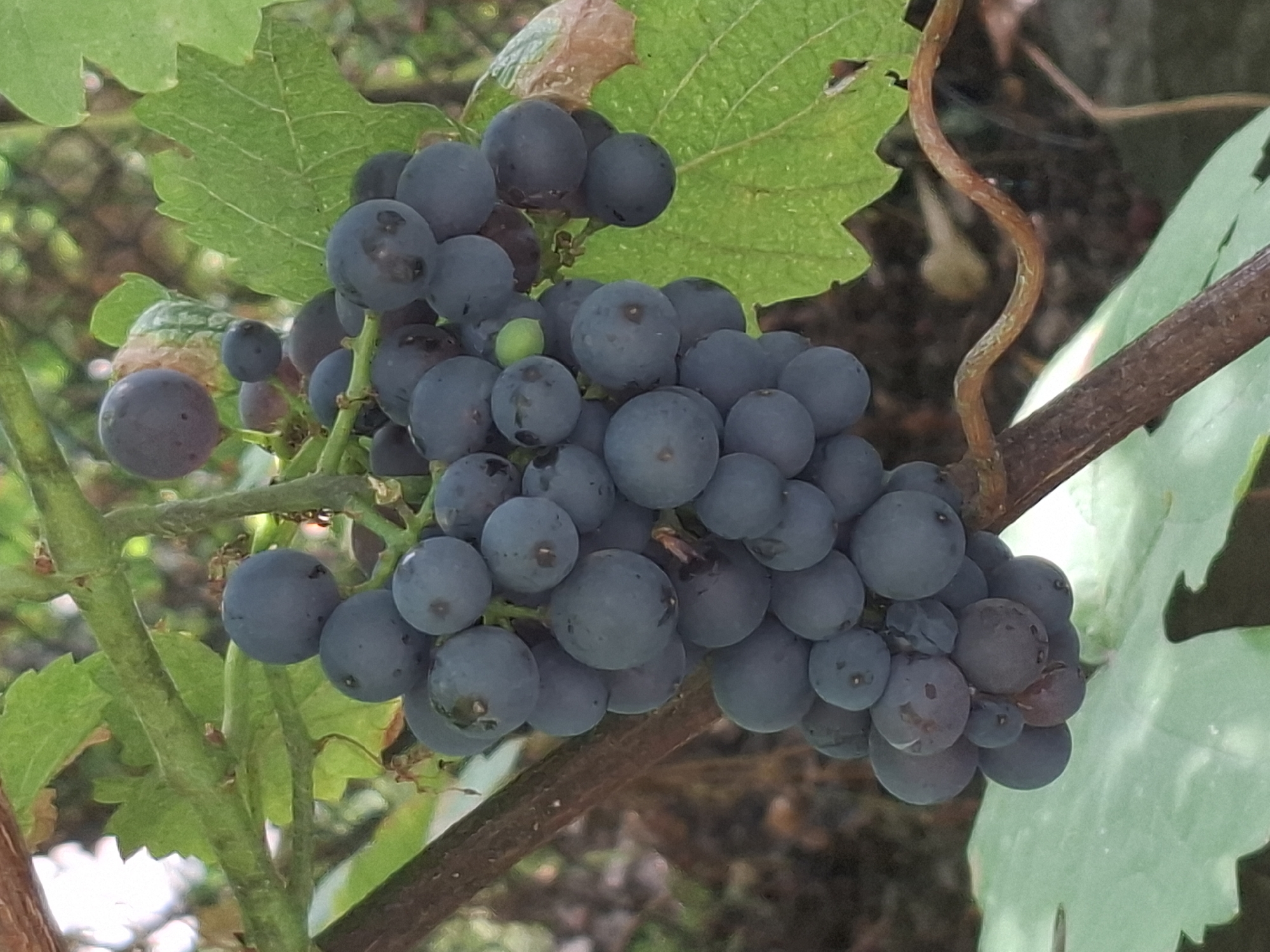 A close-up, outdoor shot features a bunch of dark purple grapes hanging from a vine. The grapes are clustered together, with some appearing round and plump, while others are slightly elongated. The vine has a rough, brown stem and is surrounded by green leaves, some of which are a lighter shade and show signs of damage or browning. The background is blurred, suggesting a natural outdoor setting, possibly a garden or vineyard. There are no people or animals visible in the image. The lighting appears natural, casting soft shadows on the grapes and leaves. This image does not contain any information that would indicate its location in Almaty, Kazakhstan.