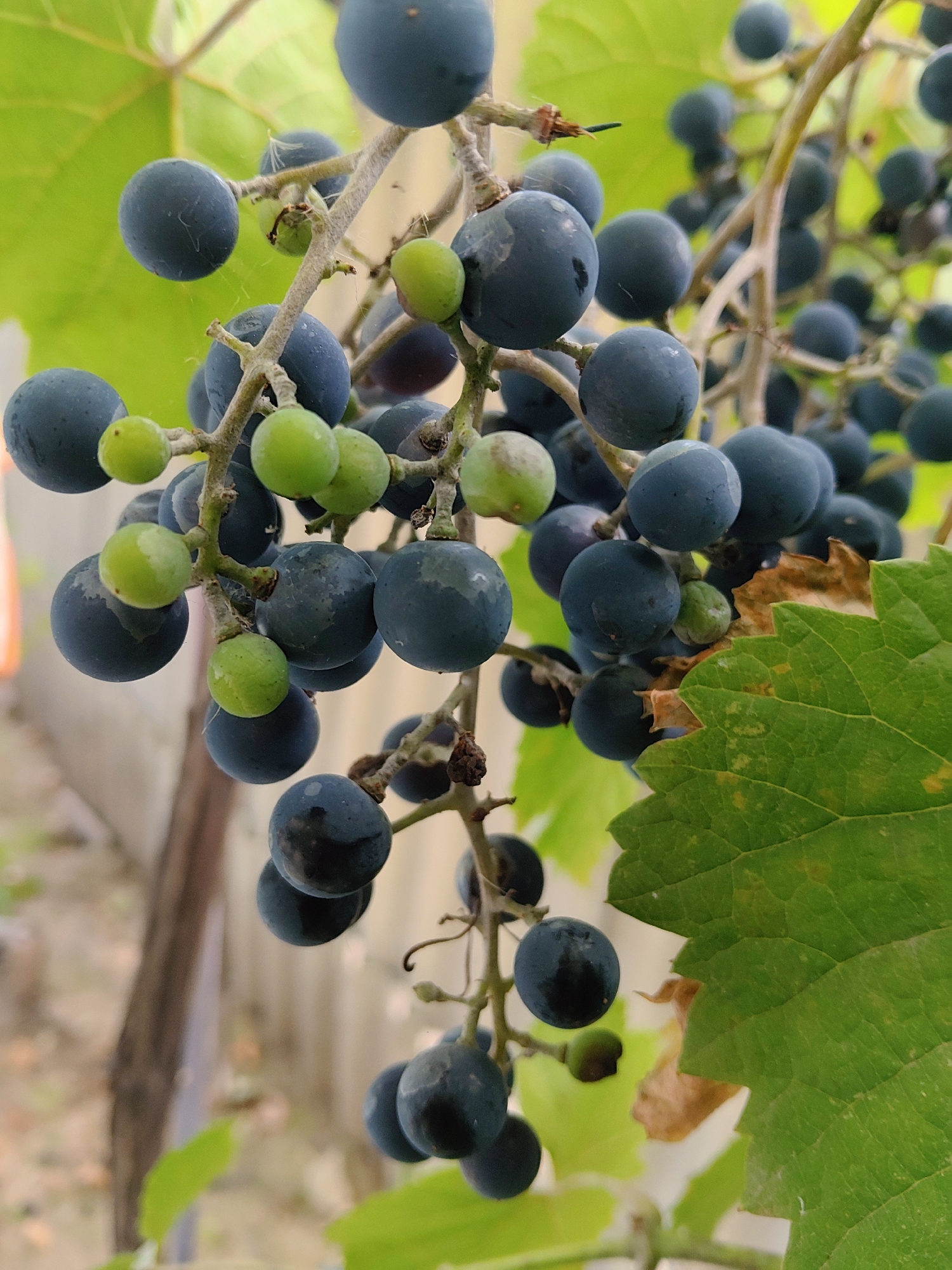 A close-up, vertical shot showcases a cluster of dark blue grapes and a few green ones hanging from a vine, intertwined with large green leaves and a dried brown leaf. The grapes are round and plump, with some showing a slight dusty bloom. The vine is thin and woody, with smaller tendrils present. In the blurred background, a wooden fence and greenery are visible, suggesting an outdoor setting. The lighting is soft, creating a slightly diffused effect. The image does not provide any information about the city of Kharkiv, Ukraine, or the presence of any people or actions.