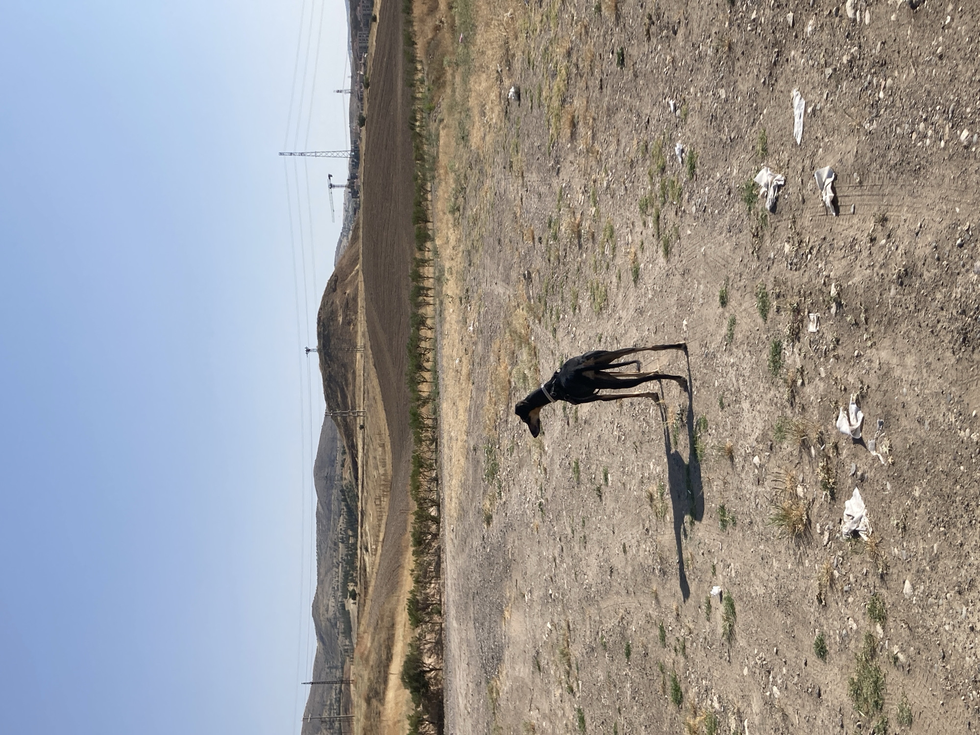 In Avanos İlçe Merkezi, Turkey, a lean, black dog stands on a dirt path in a dry, open area. The dog is facing away from the camera, looking towards a landscape of rolling hills, some with dry vegetation and others with tilled fields. In the background, power lines and tall industrial structures, including a construction crane, are visible against a clear blue sky. The ground in the foreground is covered with dirt, gravel, and scattered pieces of white debris. The dog is casting a shadow to its left, indicating the sun is high in the sky.
