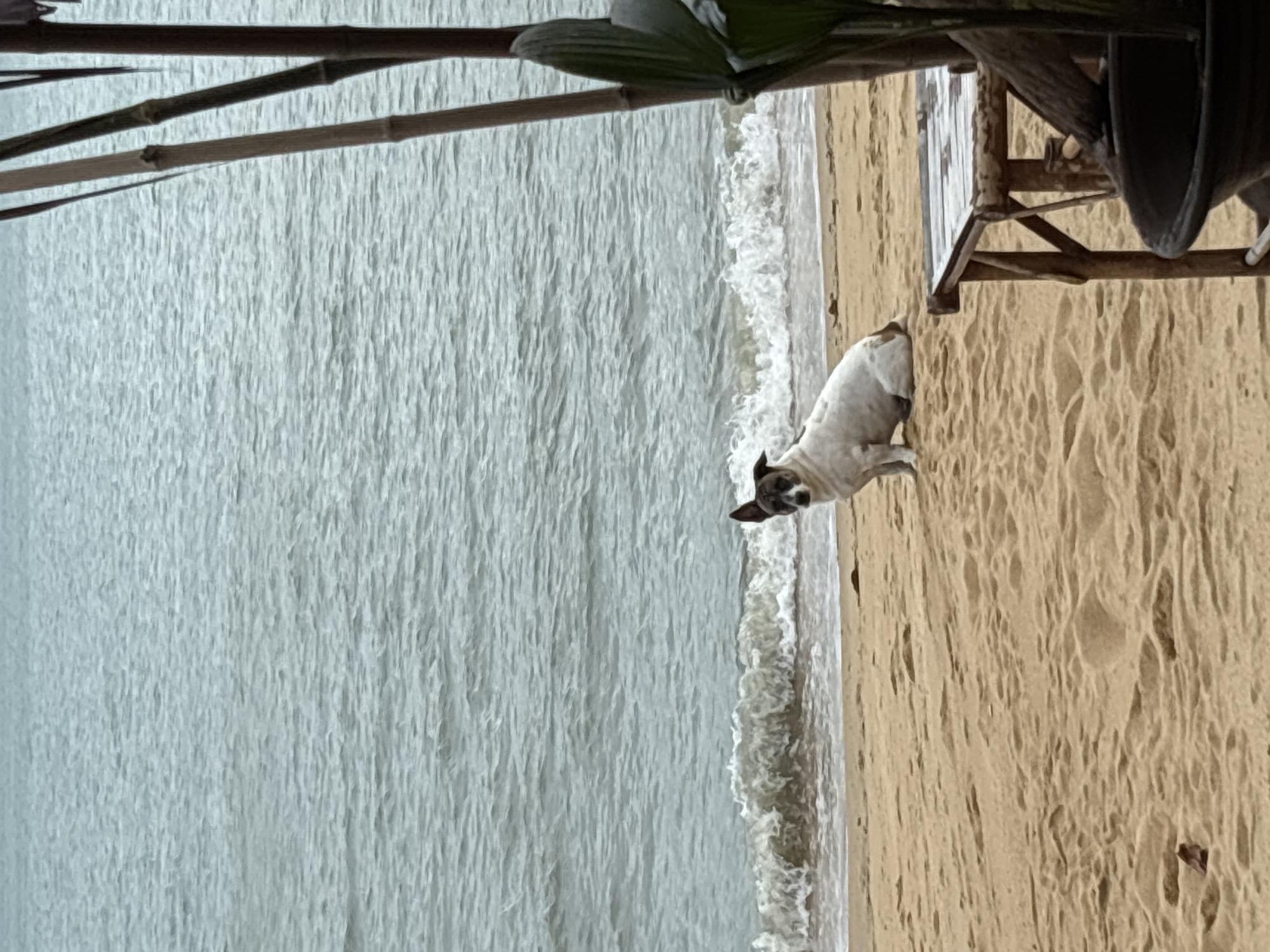 The image shows a beach scene in Baan Bo Phut, Thailand, with a dog standing on the sand near the shoreline. The ocean occupies a significant portion of the left side of the frame. The beach is sandy, and there are some structures present in the upper right corner of the frame. Above, there are tree branches and leaves of the nearby beach.