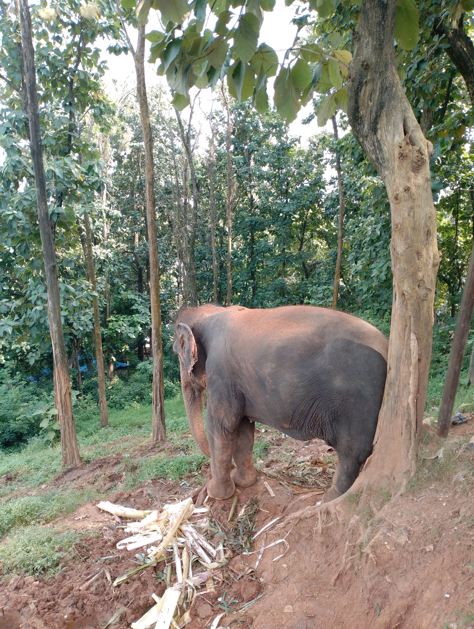 An elephant stands next to a large tree on a muddy incline. The elephant is facing away from the viewer and its hindquarters are visible, covered in a light layer of reddish dust. It appears to be in a forest or wooded area, with tall trees and dense foliage surrounding it. Several cut stalks of what appear to be sugar cane or a similar plant lie on the ground in front of the elephant. The ground is a mix of reddish-brown mud and green grass. The lighting suggests it is daytime, with sunlight filtering through the trees. The elephant's large ears are visible, and its skin is wrinkled. The roots of the tree are exposed and spread out on the muddy ground. The overall scene depicts a natural environment, possibly a sanctuary or a wild habitat, with the elephant as the central subject. The location in Dispur, India is not directly evident from the visual information provided in the image.