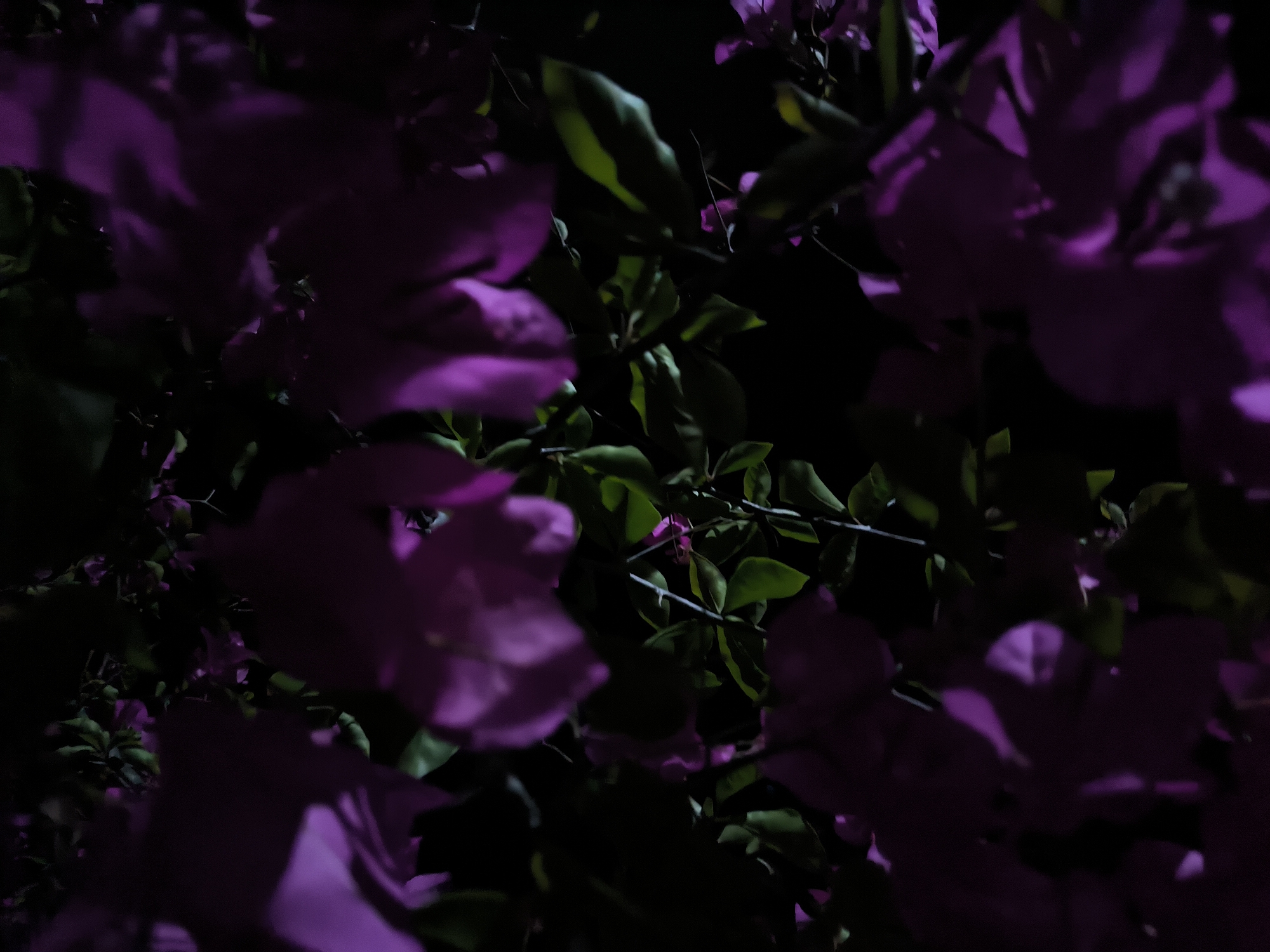 The image presents a close-up view of a bougainvillea plant, likely taken at night in Merbopuntong, Indonesia. The focus is on the vibrant purple bracts (often mistaken for petals) of the bougainvillea and the green leaves. The lighting appears to be low, with strong shadows contributing to a darker overall tone. The composition is somewhat dense, with multiple layers of flowers and leaves overlapping, creating a depth effect. No people or identifiable landmarks are present. The image focuses solely on the botanical elements of the scene.