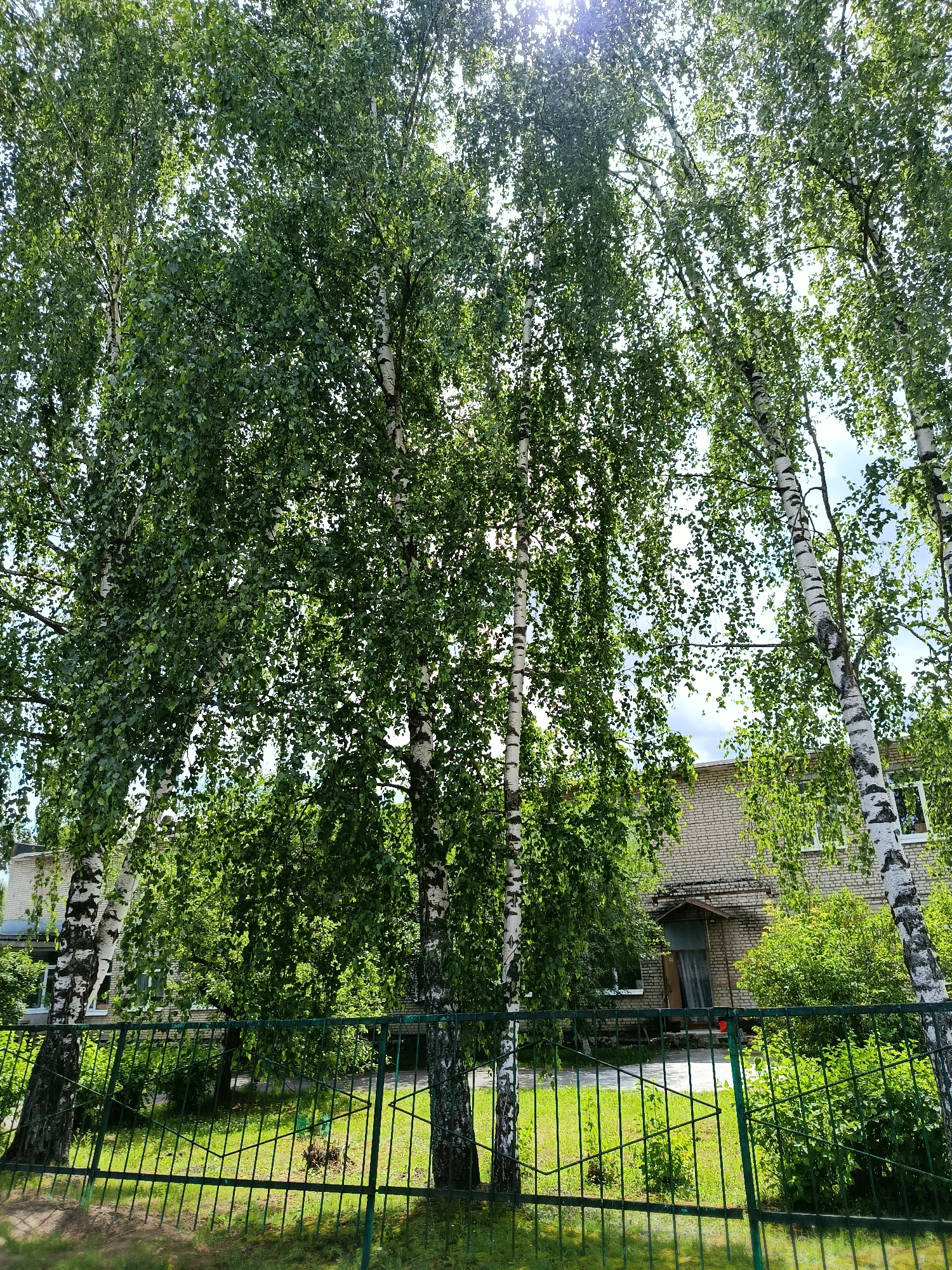 The image shows a view of a building through a stand of birch trees. The building is constructed of light-colored brick and has several windows. A green metal fence runs across the foreground, separating the viewer from the scene. The trees are tall and leafy, with white bark characteristic of birch trees. Sunlight filters through the leaves, creating dappled light. The scene appears to be outdoors in a park-like or residential area. The location is identified as Veriya, Russia. There are no people visible in the image.