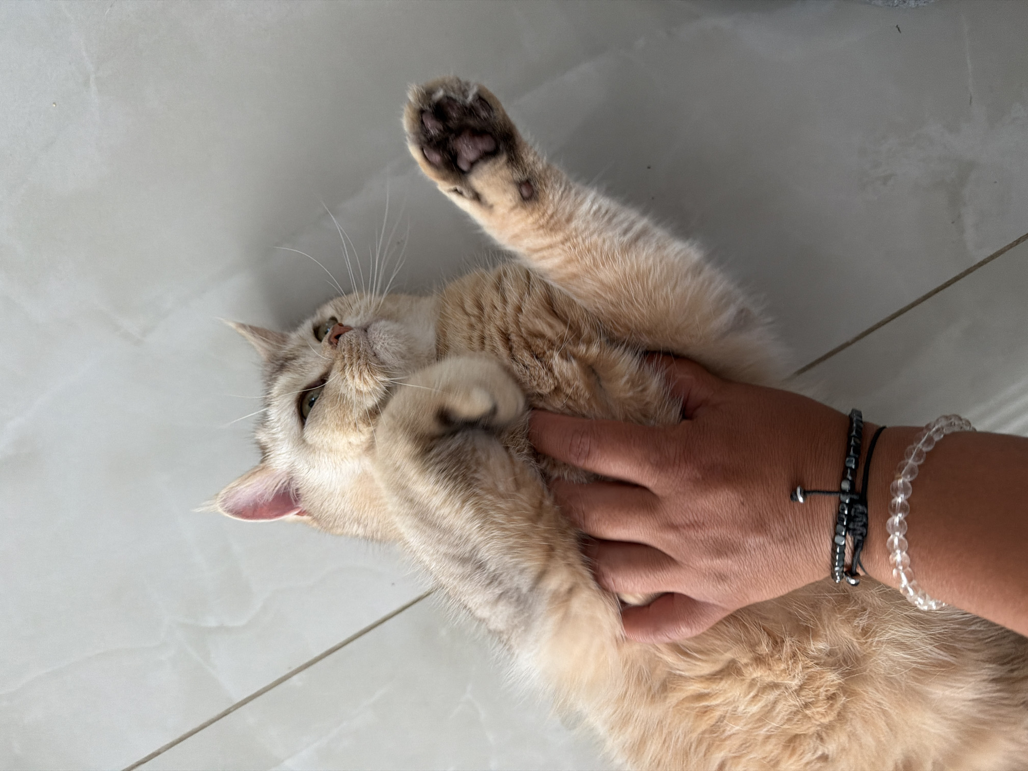 An overhead, medium shot captures a ginger-colored cat lying on its back on a light-colored, tiled floor. The cat is being petted by a person whose hand is visible on its belly. The cat has light-colored fur with darker tabby markings on its legs and tail. One of its front paws is raised in the air, revealing its dark paw pads and pink toe beans. The cat's head is turned to the right, and its eyes are open, looking upwards. The person's hand has two bracelets on their wrist: a beaded bracelet with clear beads and a darker beaded bracelet with a black string. The tiled floor has a subtle pattern of light and dark gray lines.